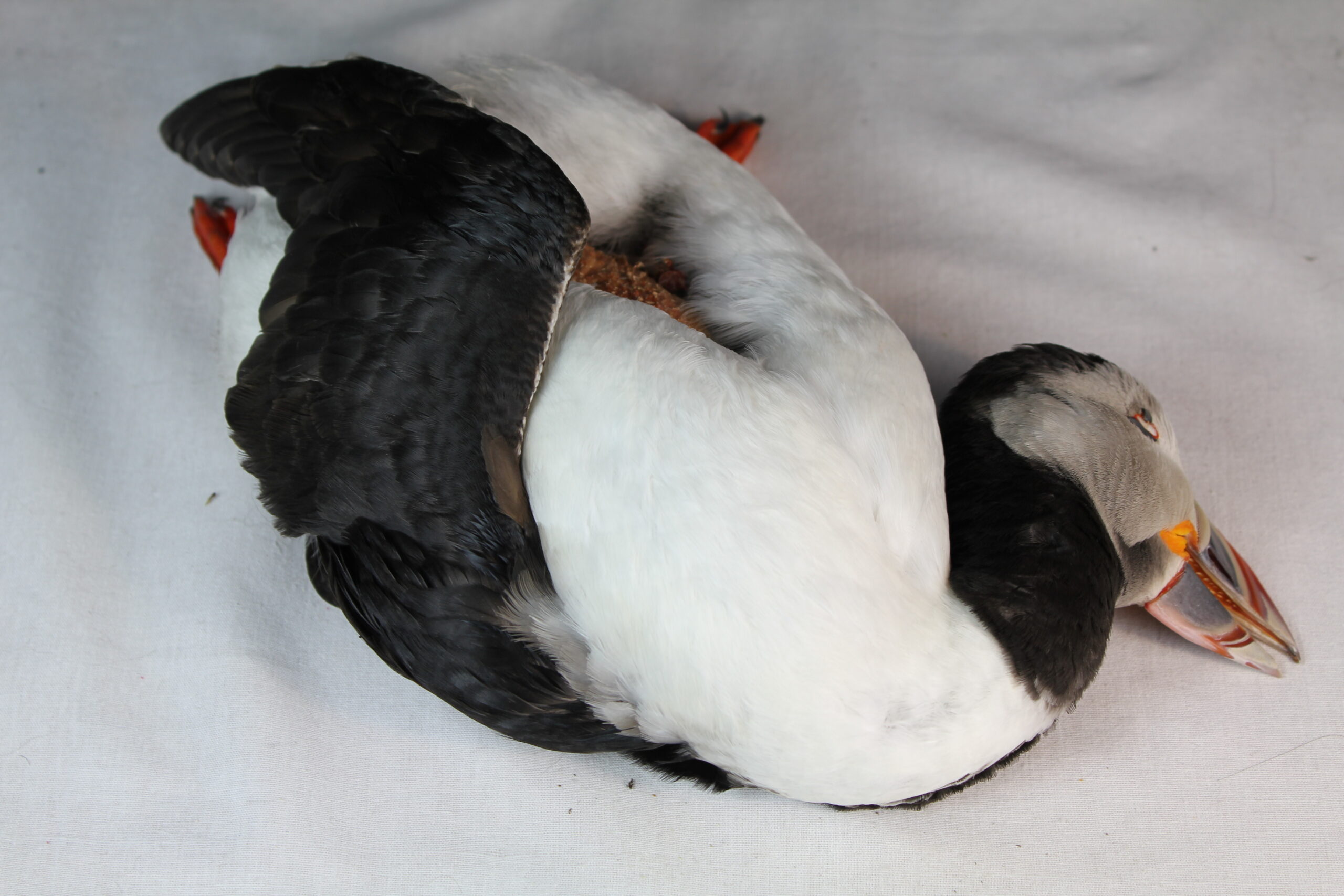 Puffin skin for taxidermy. - Image 2