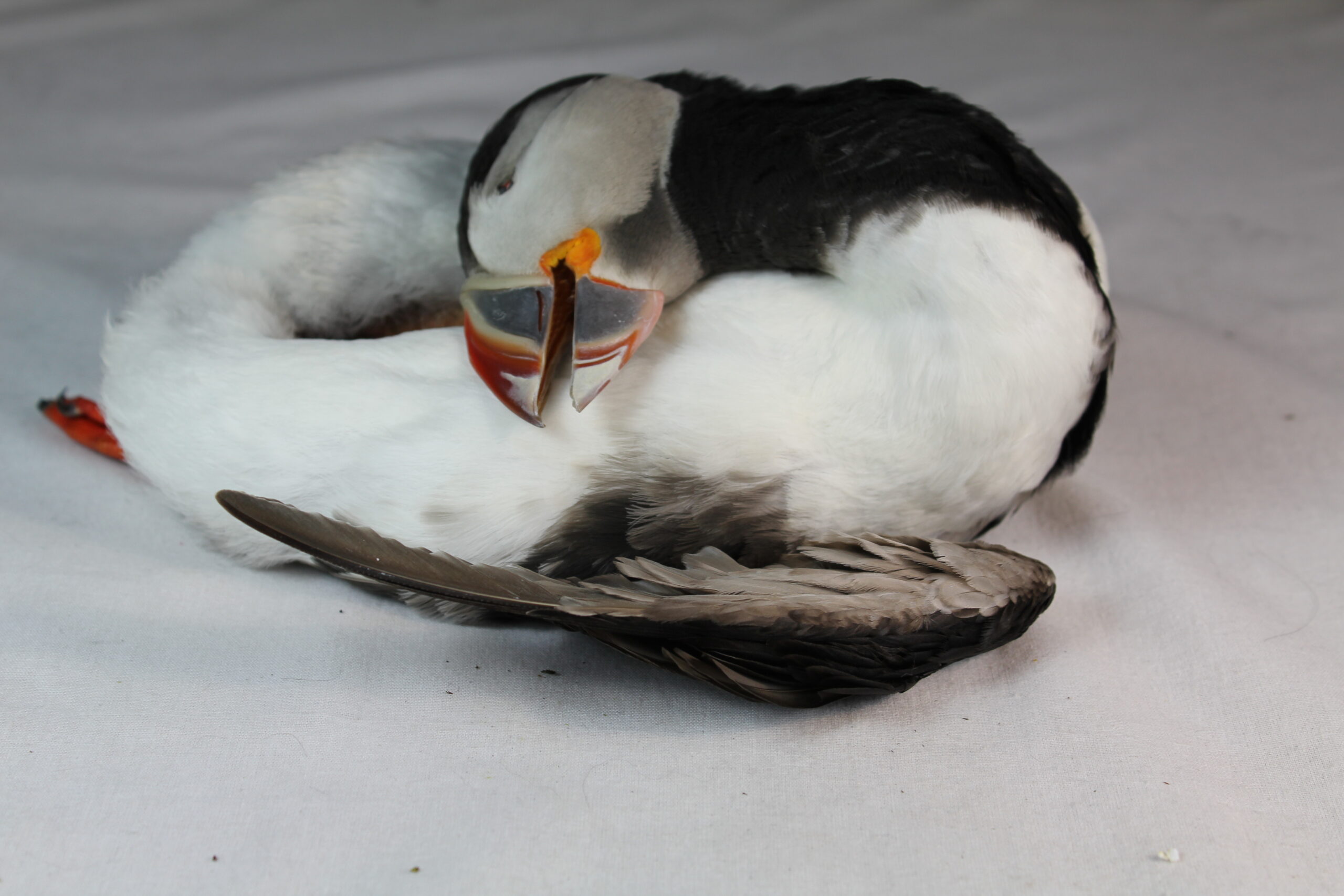 Puffin skin for taxidermy. - Image 3