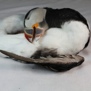 Puffin skin for taxidermy.