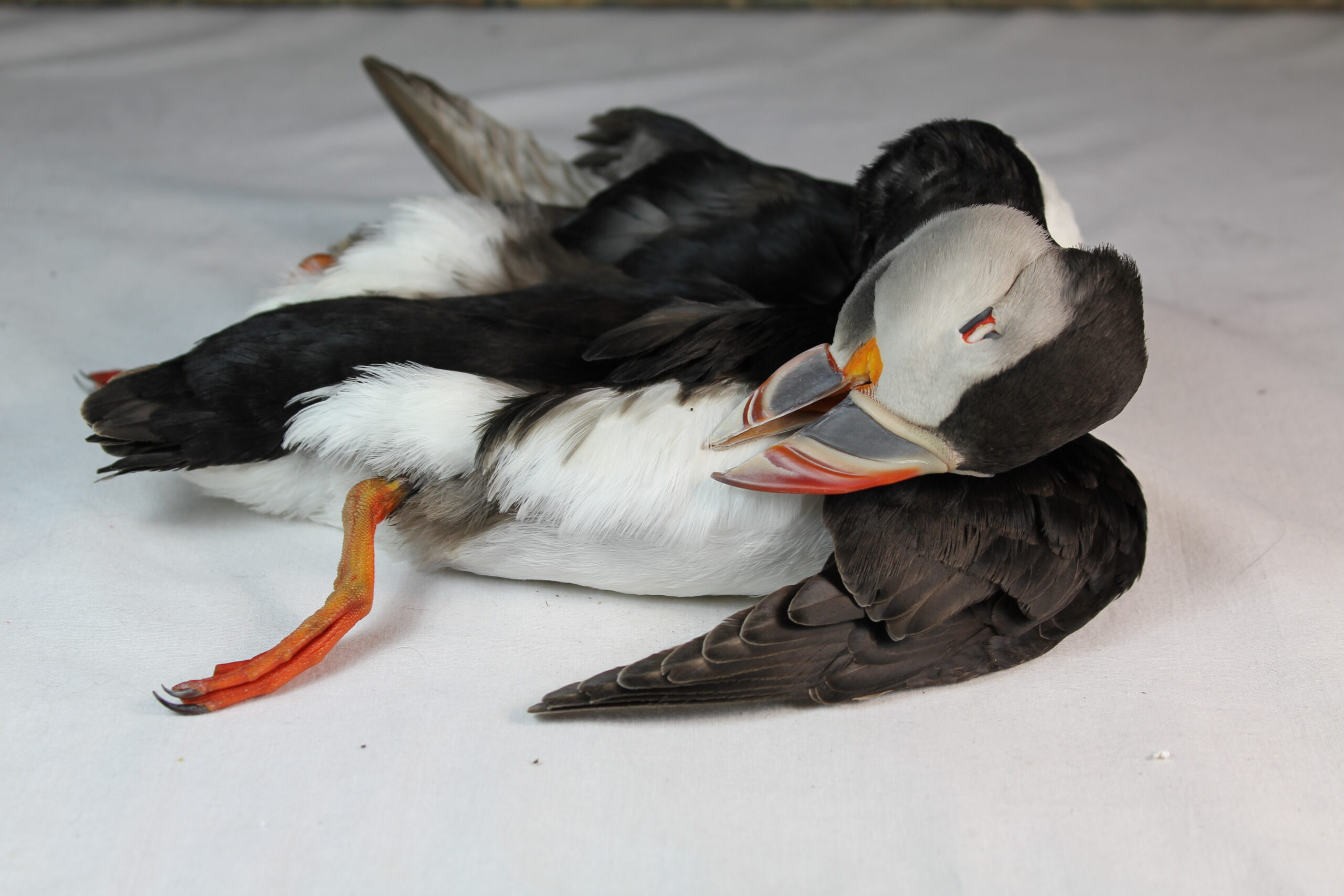 Puffin skin for taxidermy. - Image 4