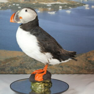Puffin # 3 Taxidermy 15% off