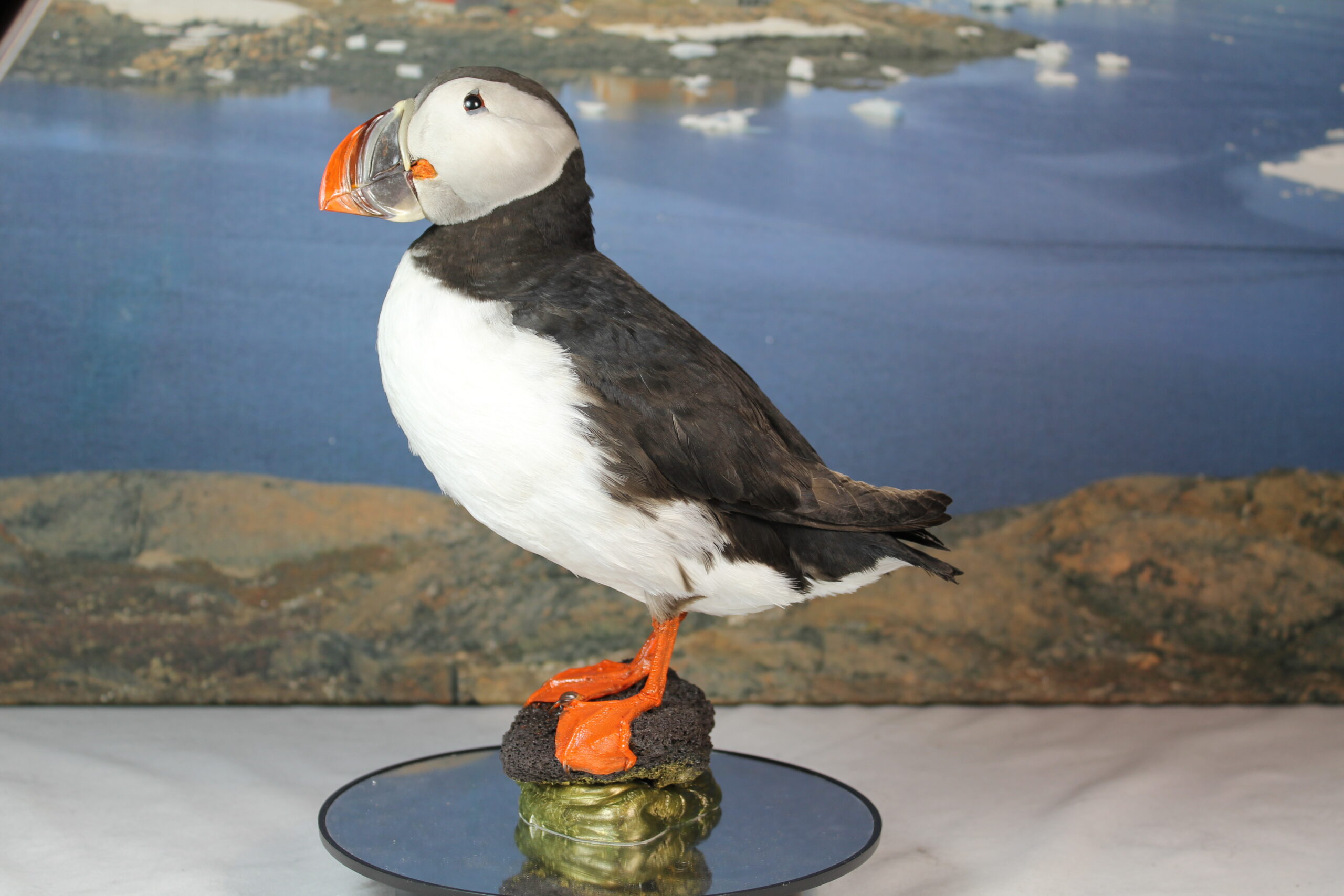 Puffin # 3 Taxidermy 15% off