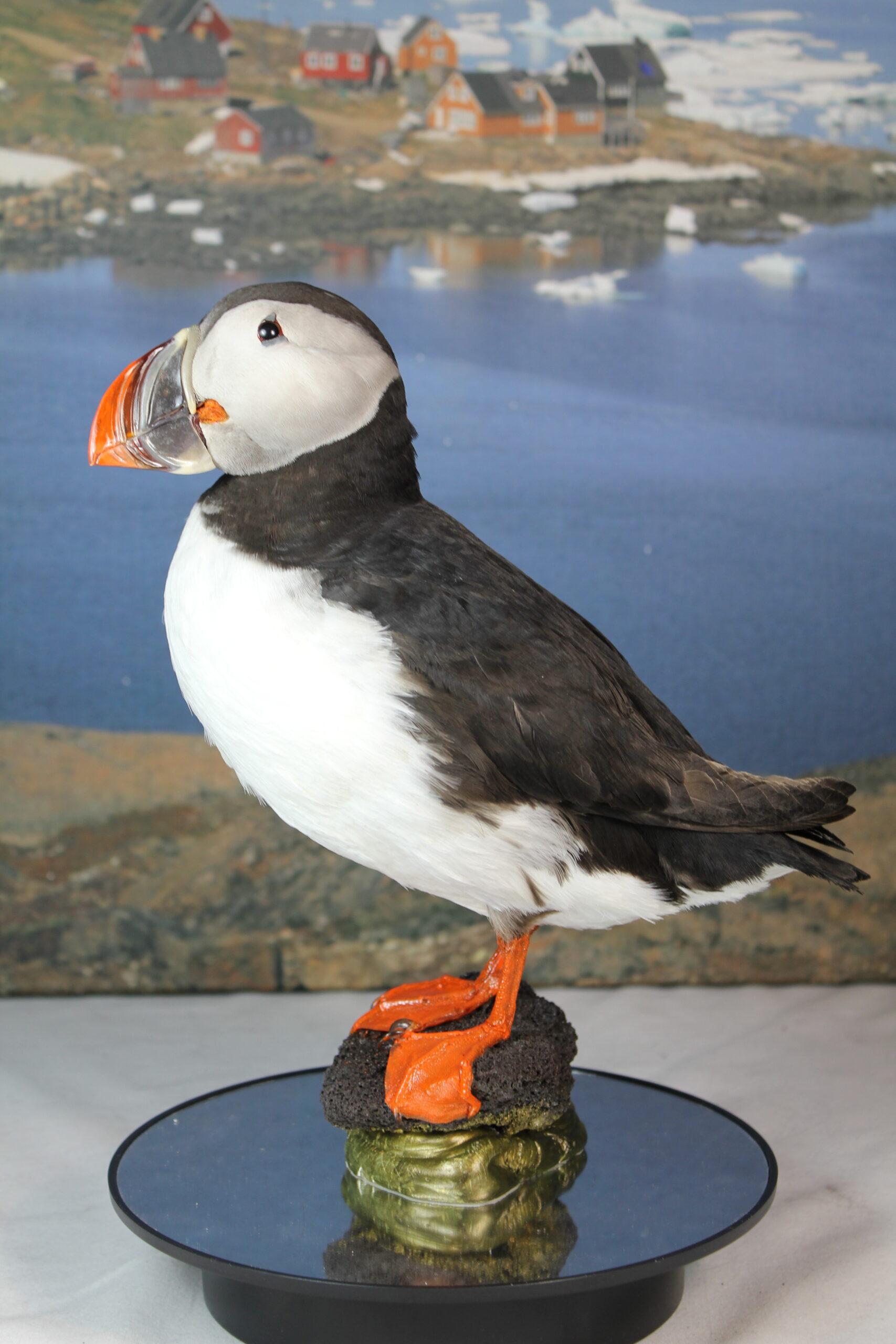 Puffin # 3 Taxidermy 15% off - Image 3