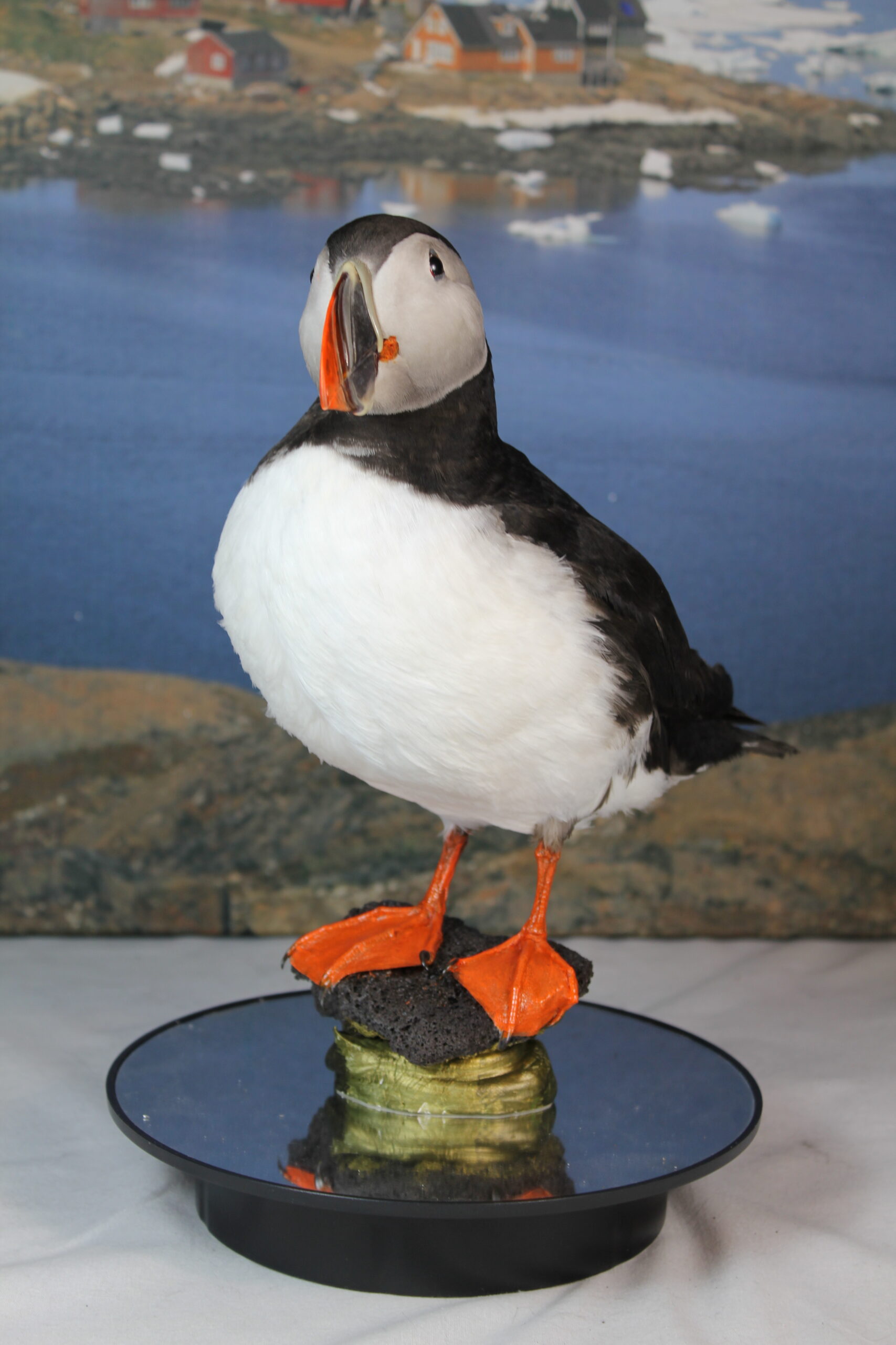 Puffin # 3 Taxidermy 15% off - Image 4