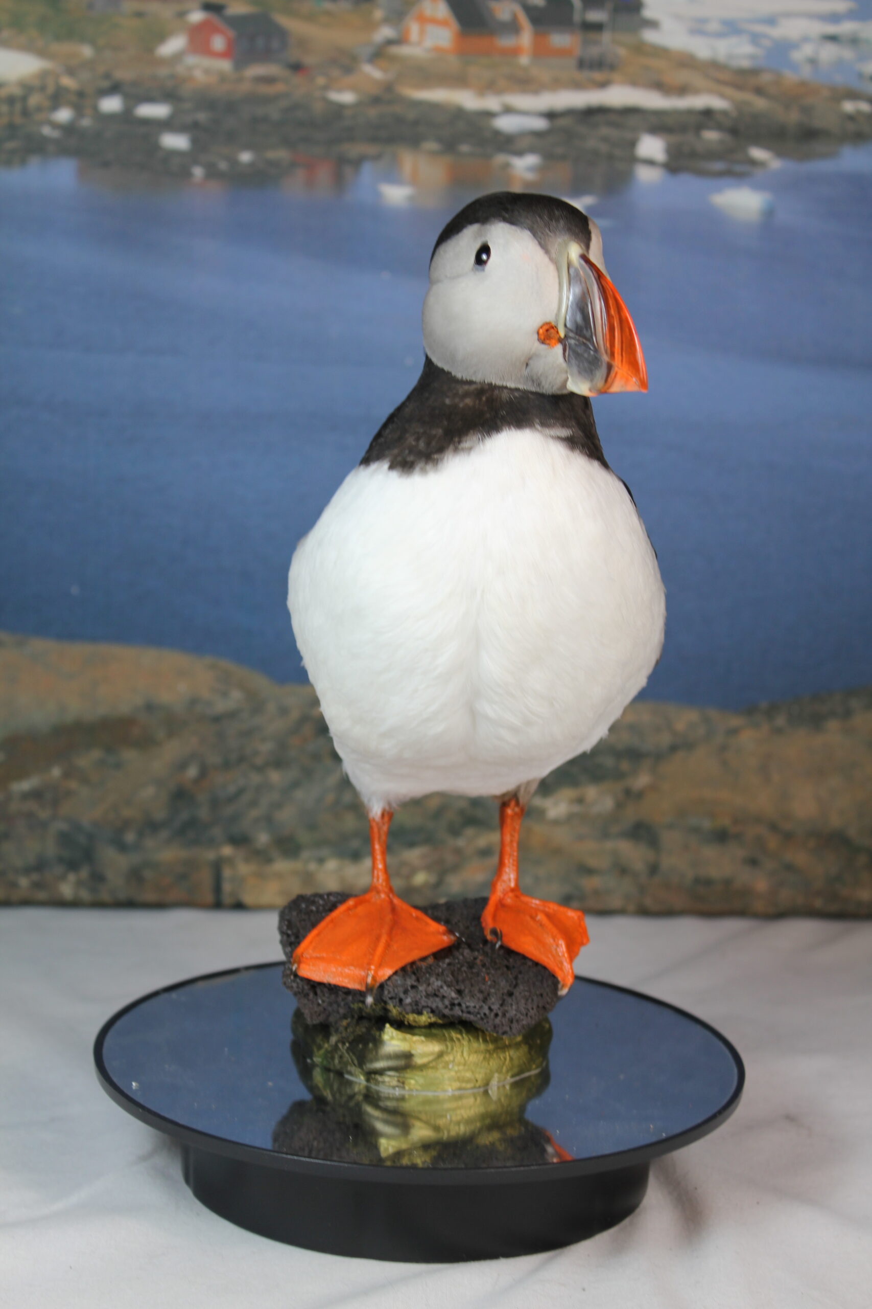 Puffin # 3 Taxidermy 15% off - Image 6