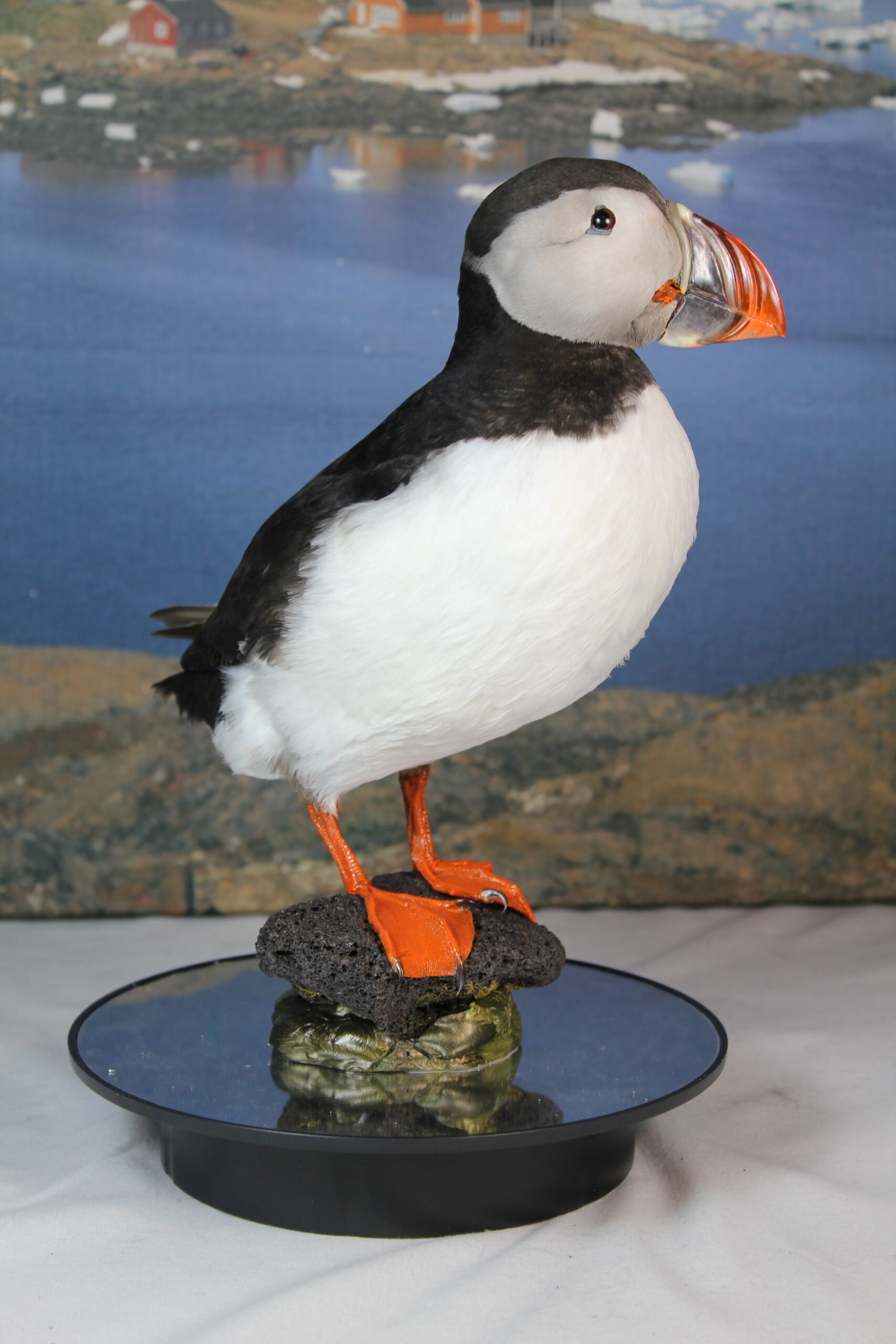 Puffin # 3 Taxidermy 15% off - Image 7