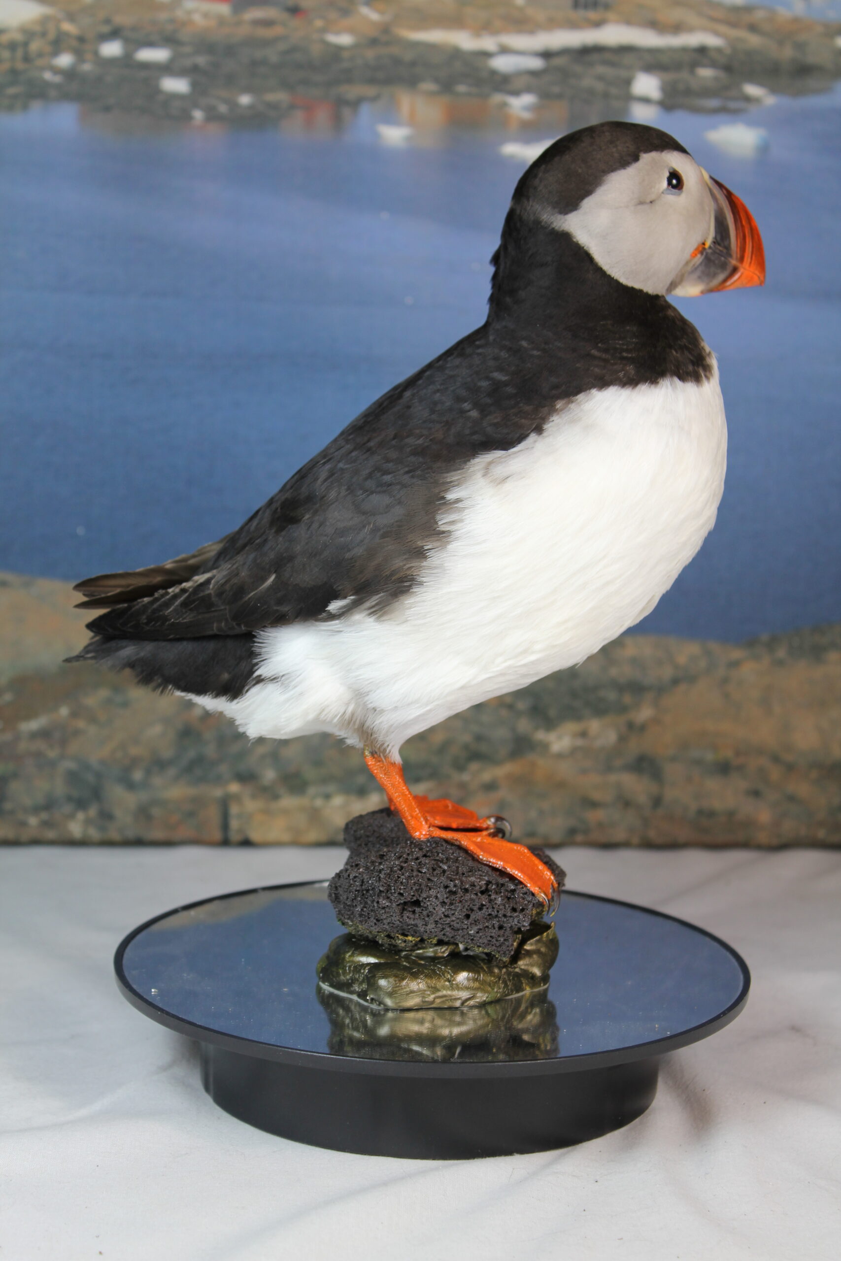 Puffin # 3 Taxidermy 15% off - Image 8