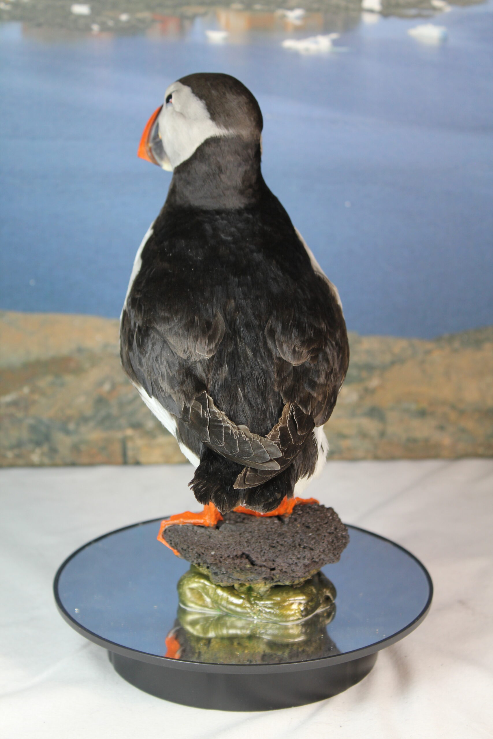 Puffin # 3 Taxidermy 15% off - Image 9