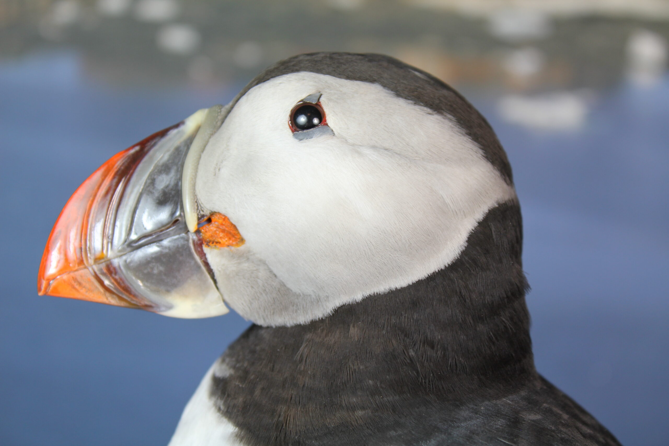 Puffin # 3 Taxidermy 15% off - Image 5