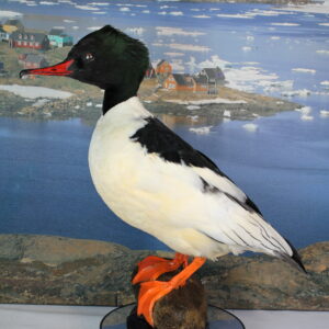 Goosander