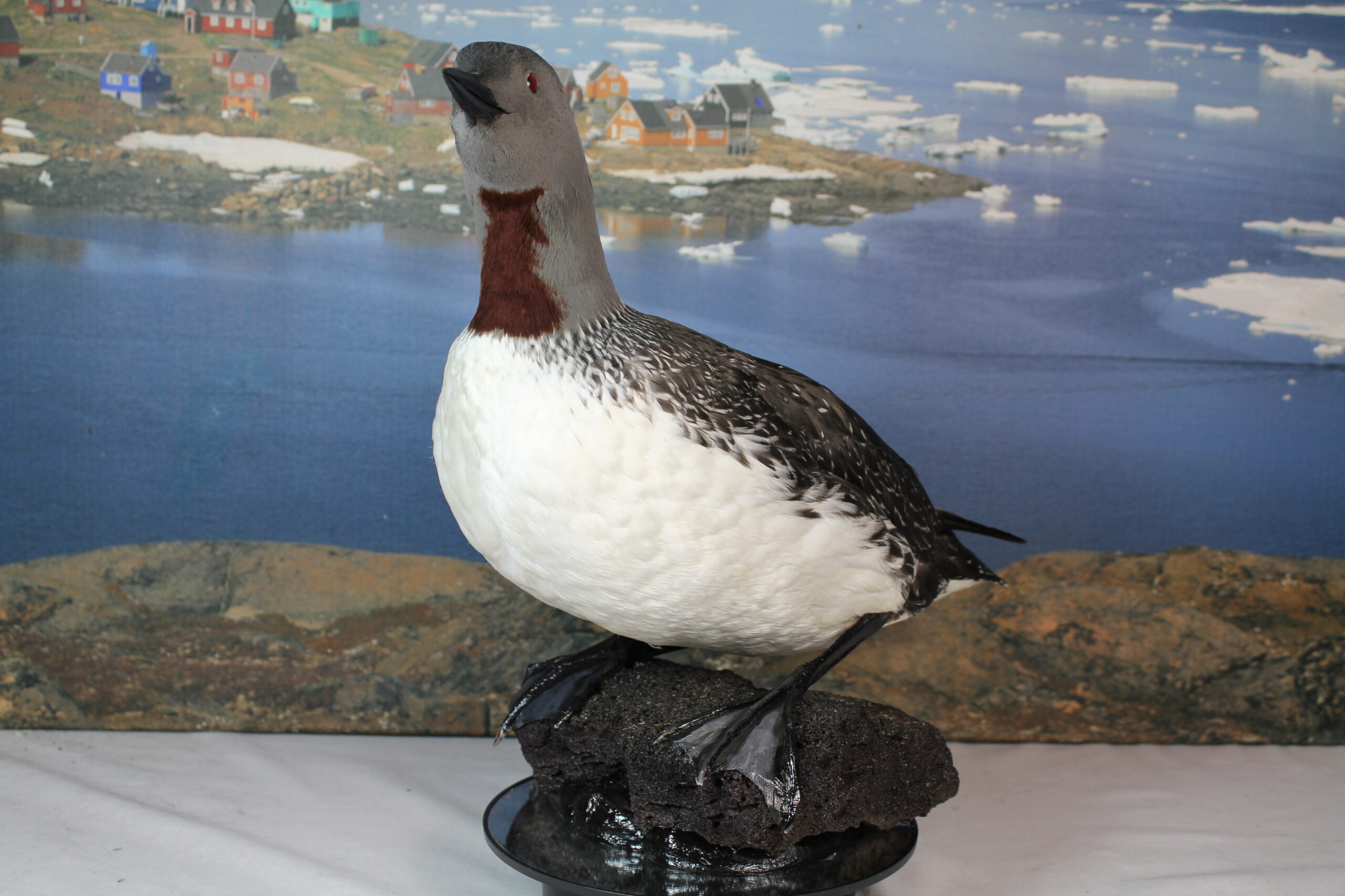 Red-Throated Diver. - Image 3