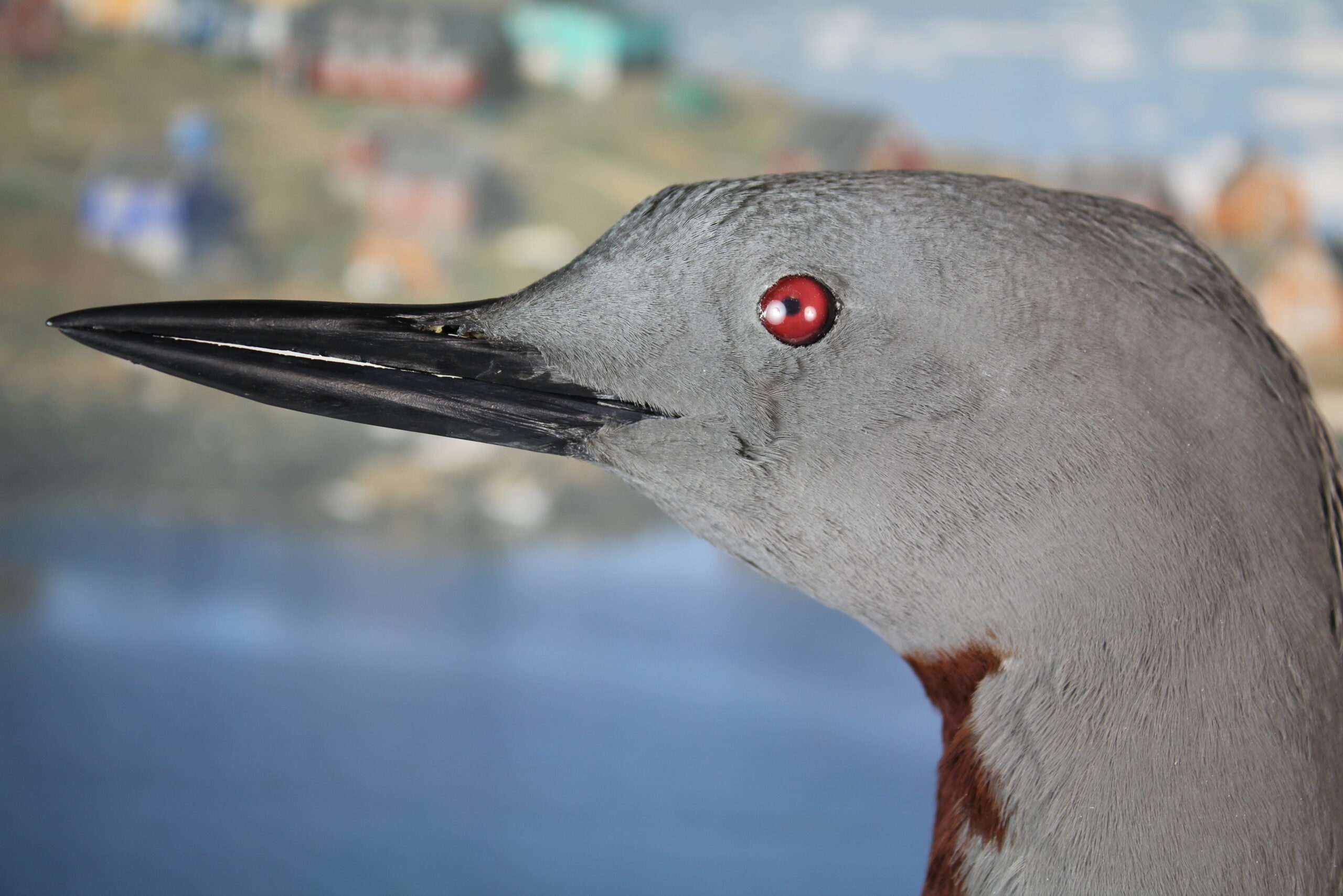 Red-Throated Diver. - Image 4