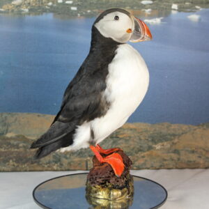 Puffin # 8. Taxidermy