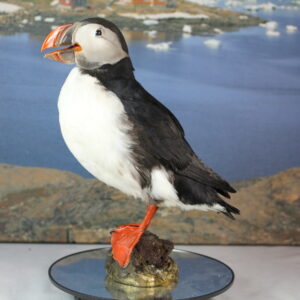 Puffin #11. Taxidermy