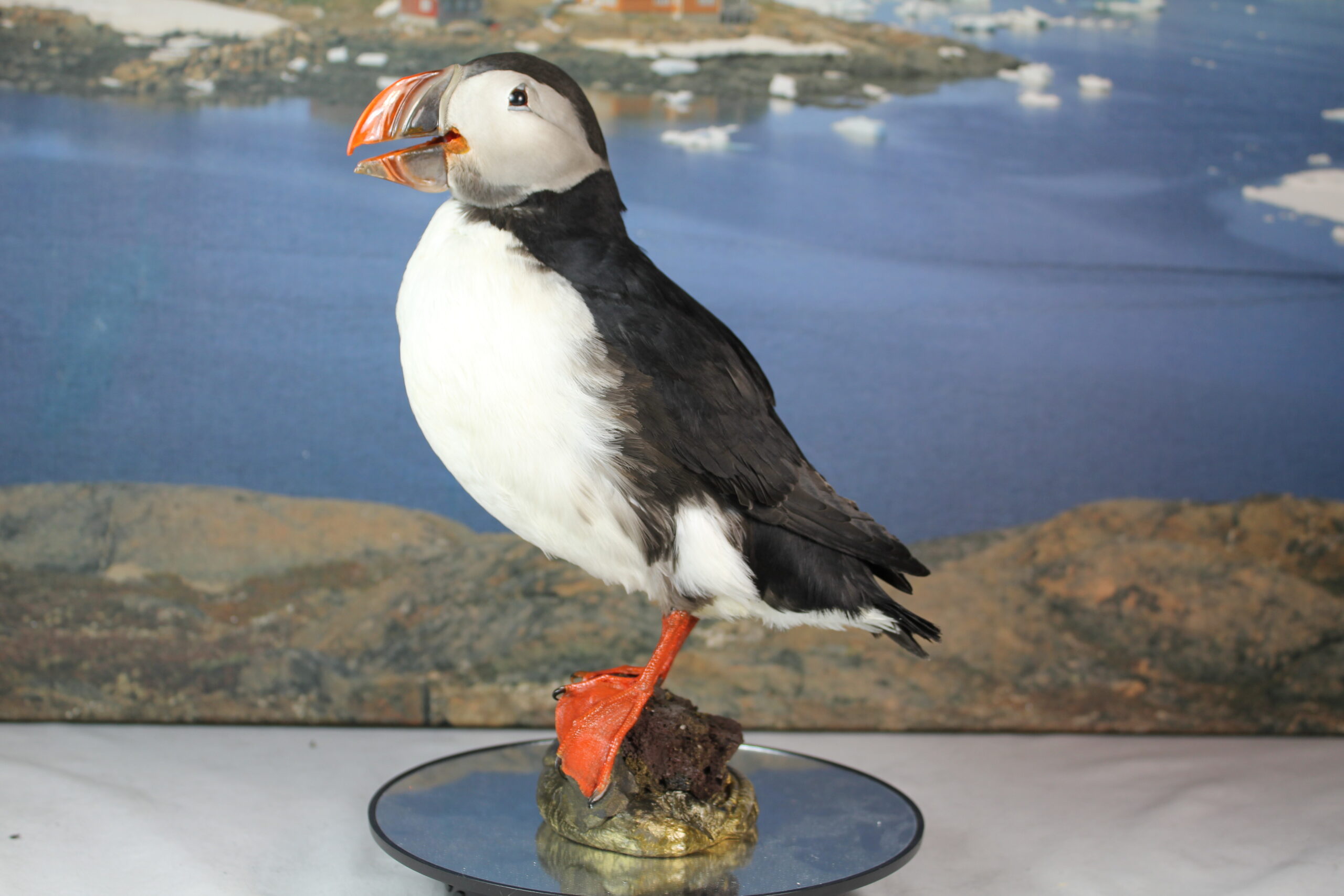 Puffin #11. Taxidermy