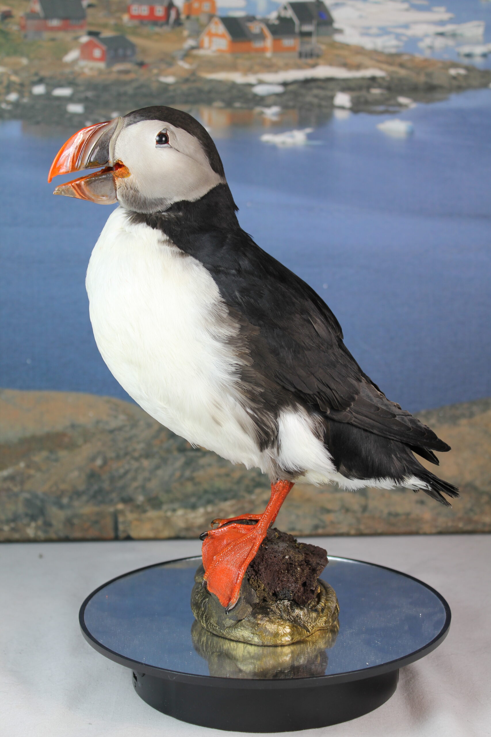 Puffin #11. Taxidermy - Image 3