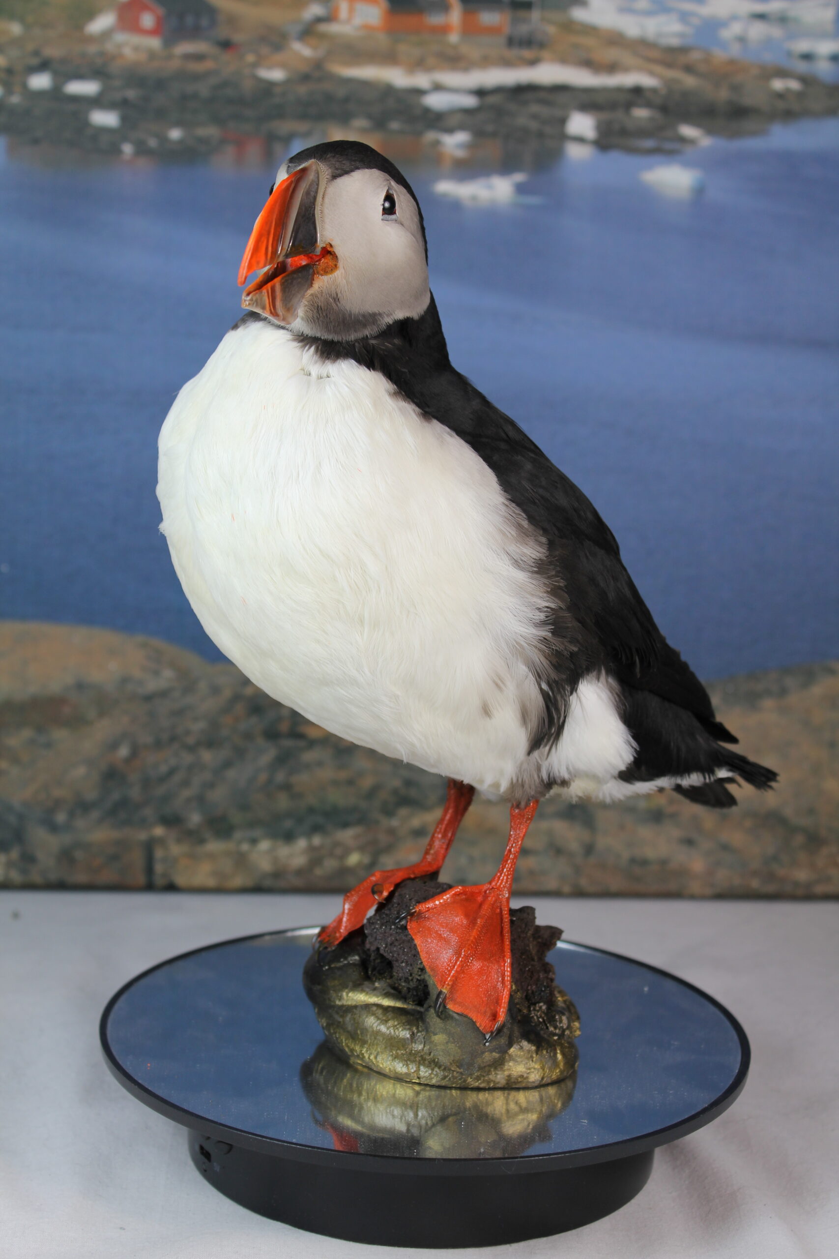 Puffin #11. Taxidermy - Image 5