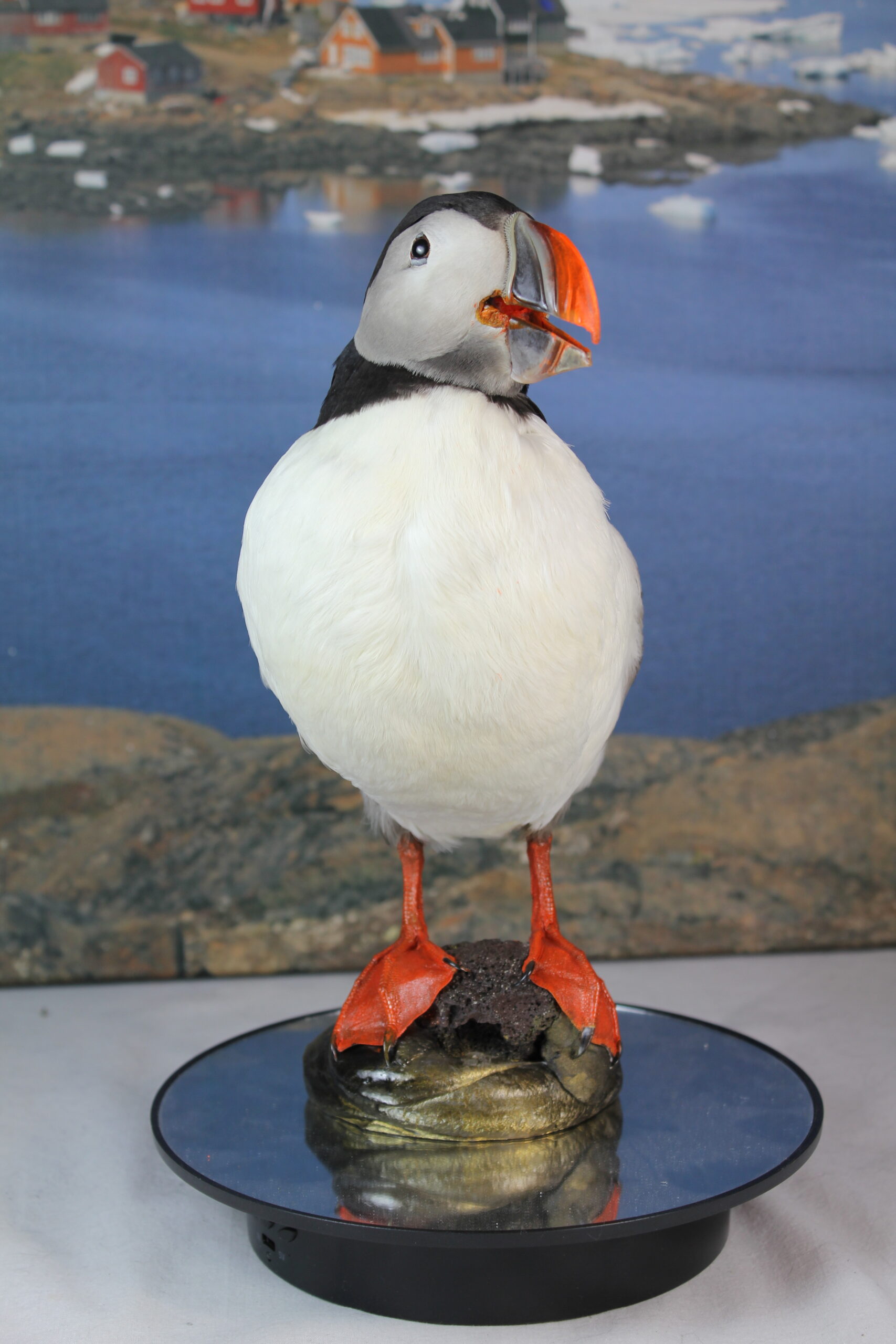 Puffin #11. Taxidermy - Image 6