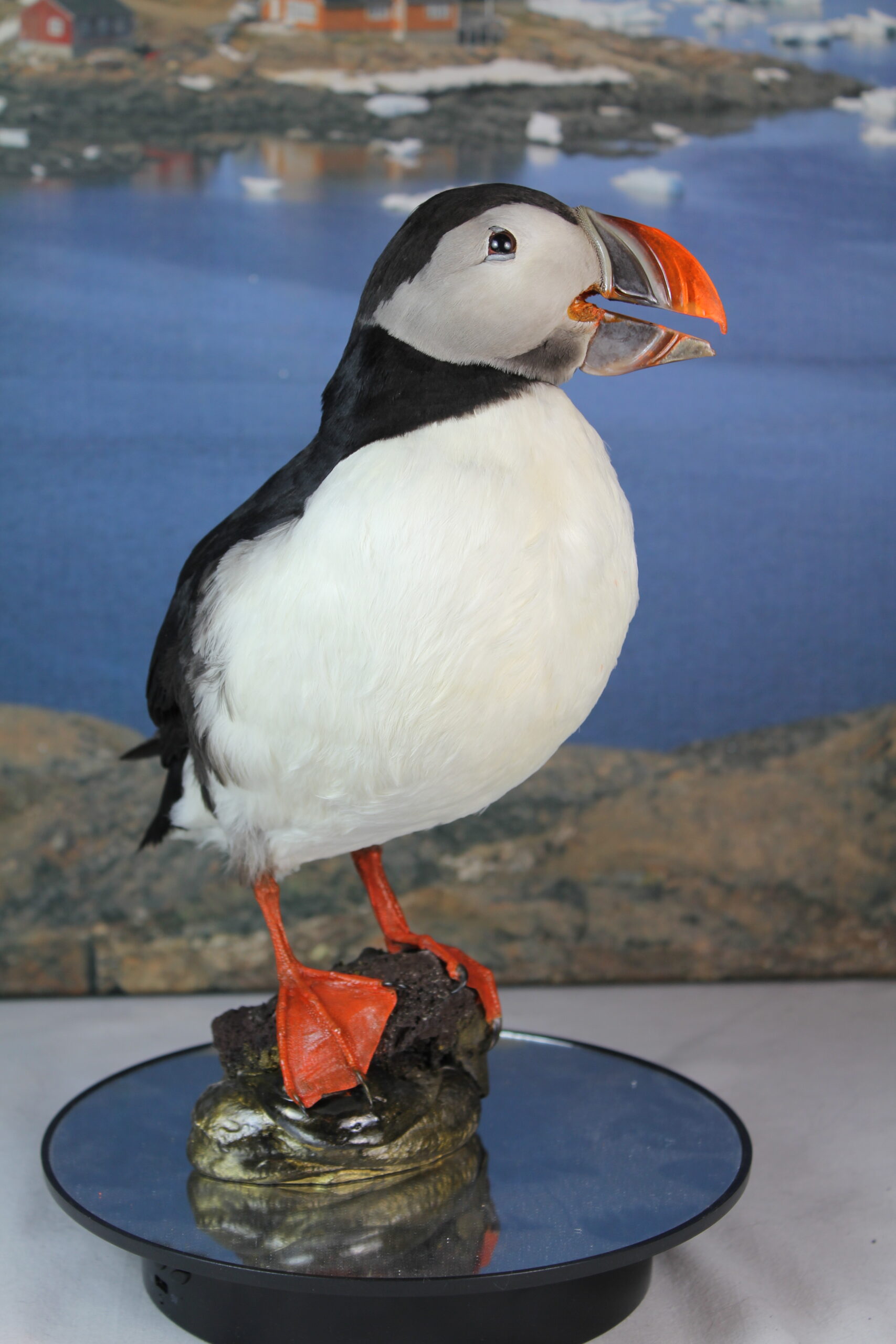 Puffin #11. Taxidermy - Image 7