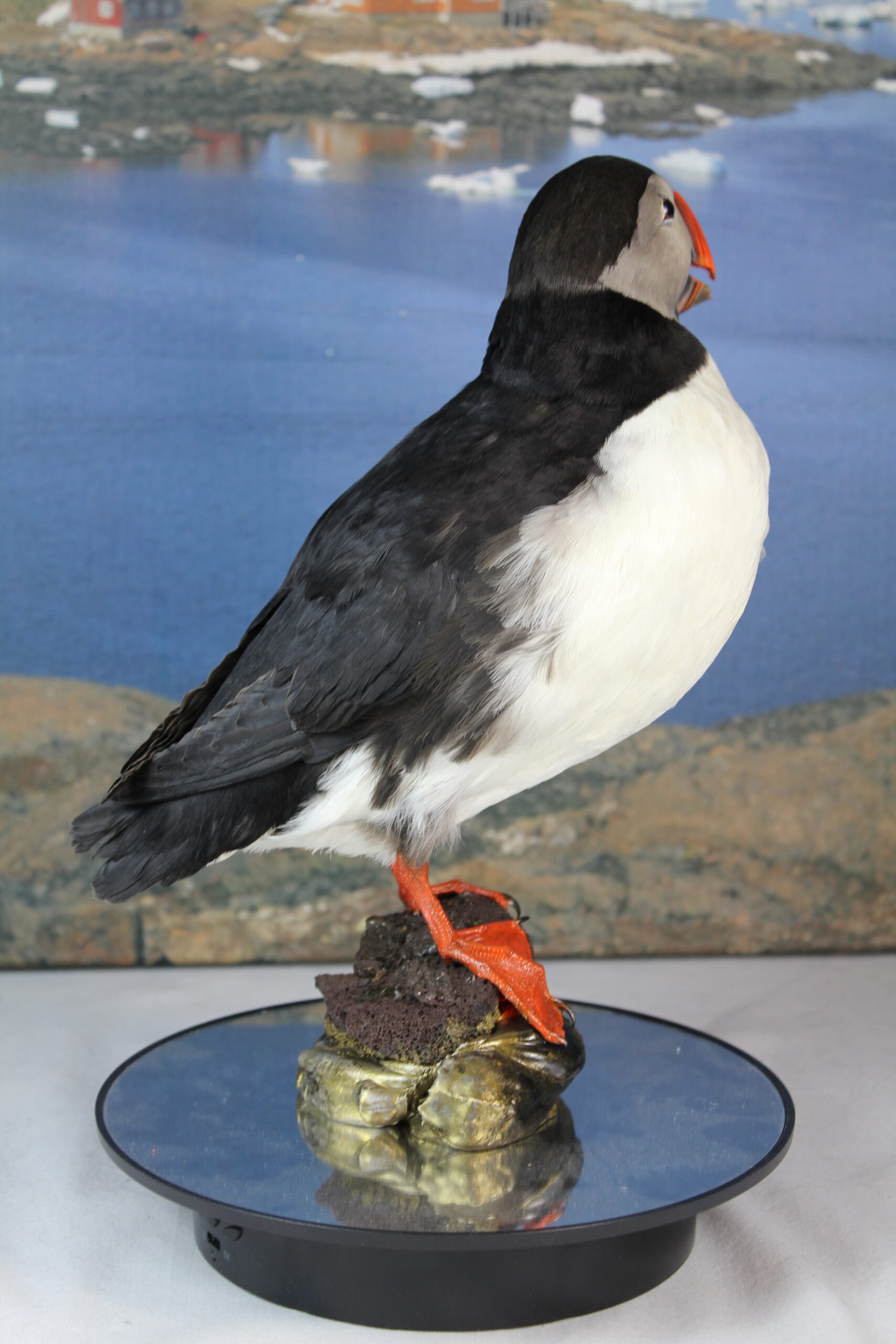 Puffin #11. Taxidermy - Image 8