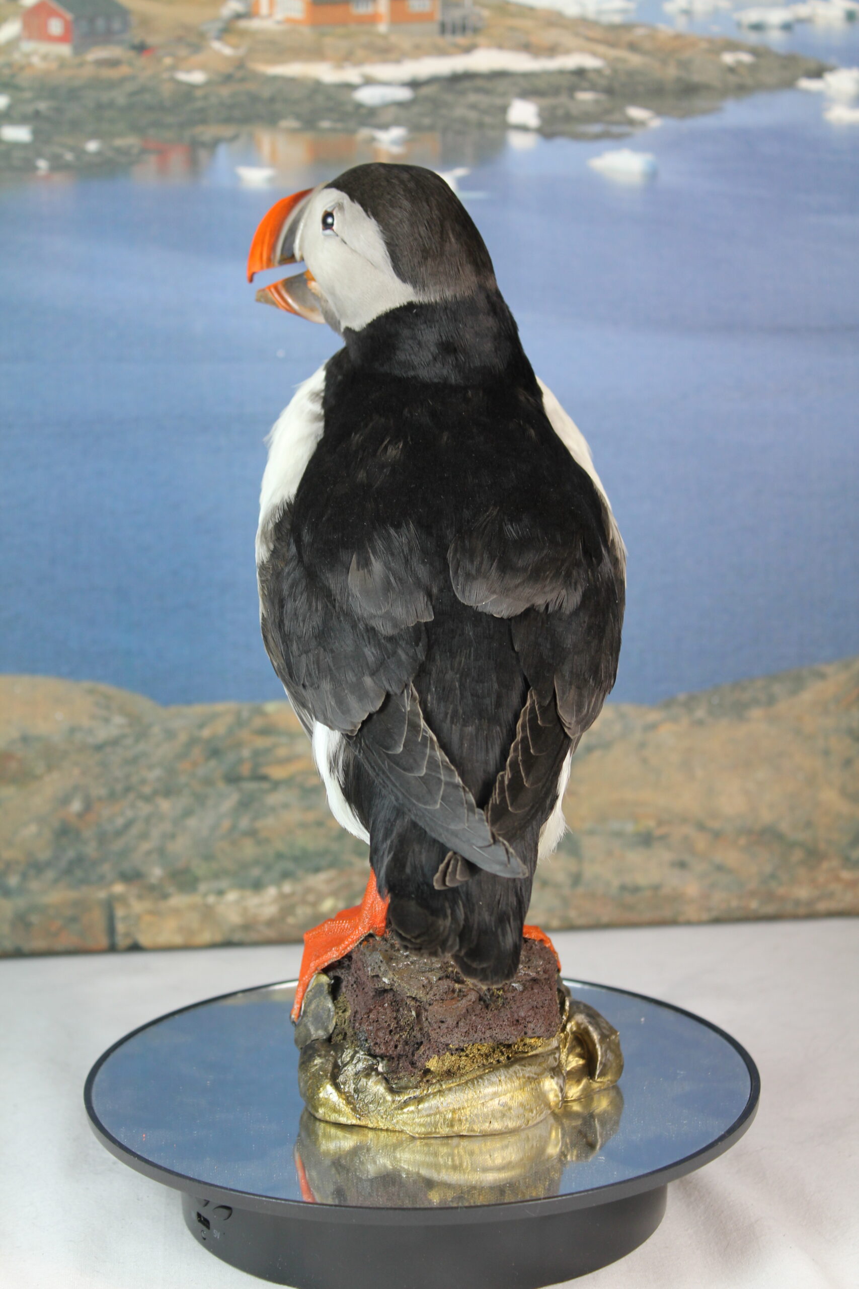 Puffin #11. Taxidermy - Image 9
