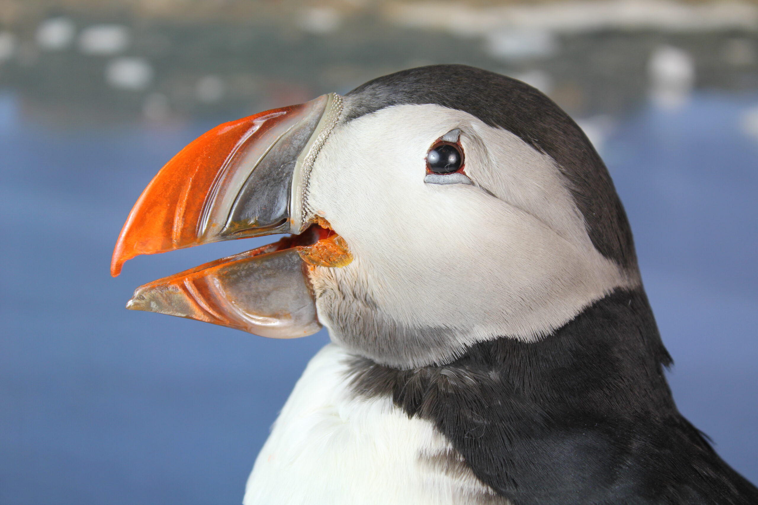 Puffin #11. Taxidermy - Image 4