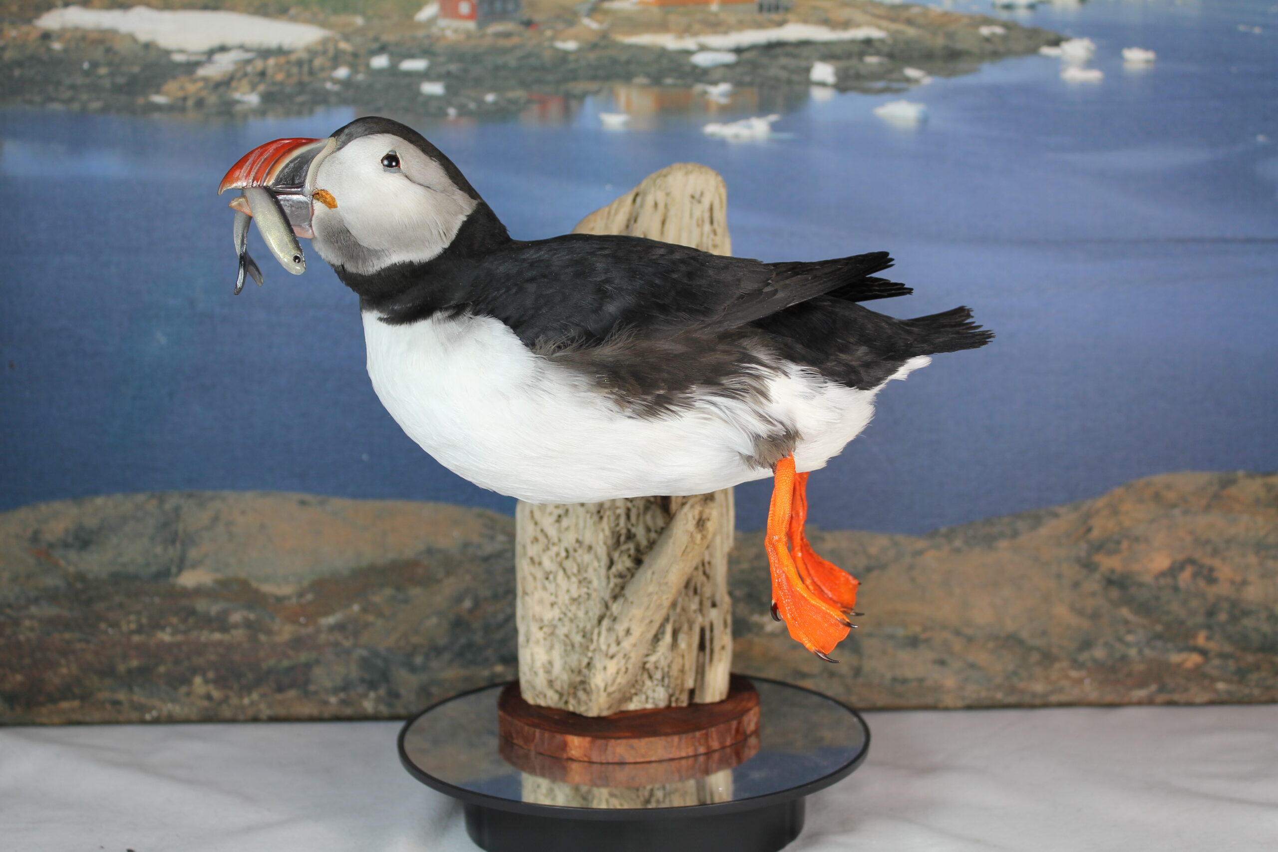 Puffin #12. Taxidermy - Image 2