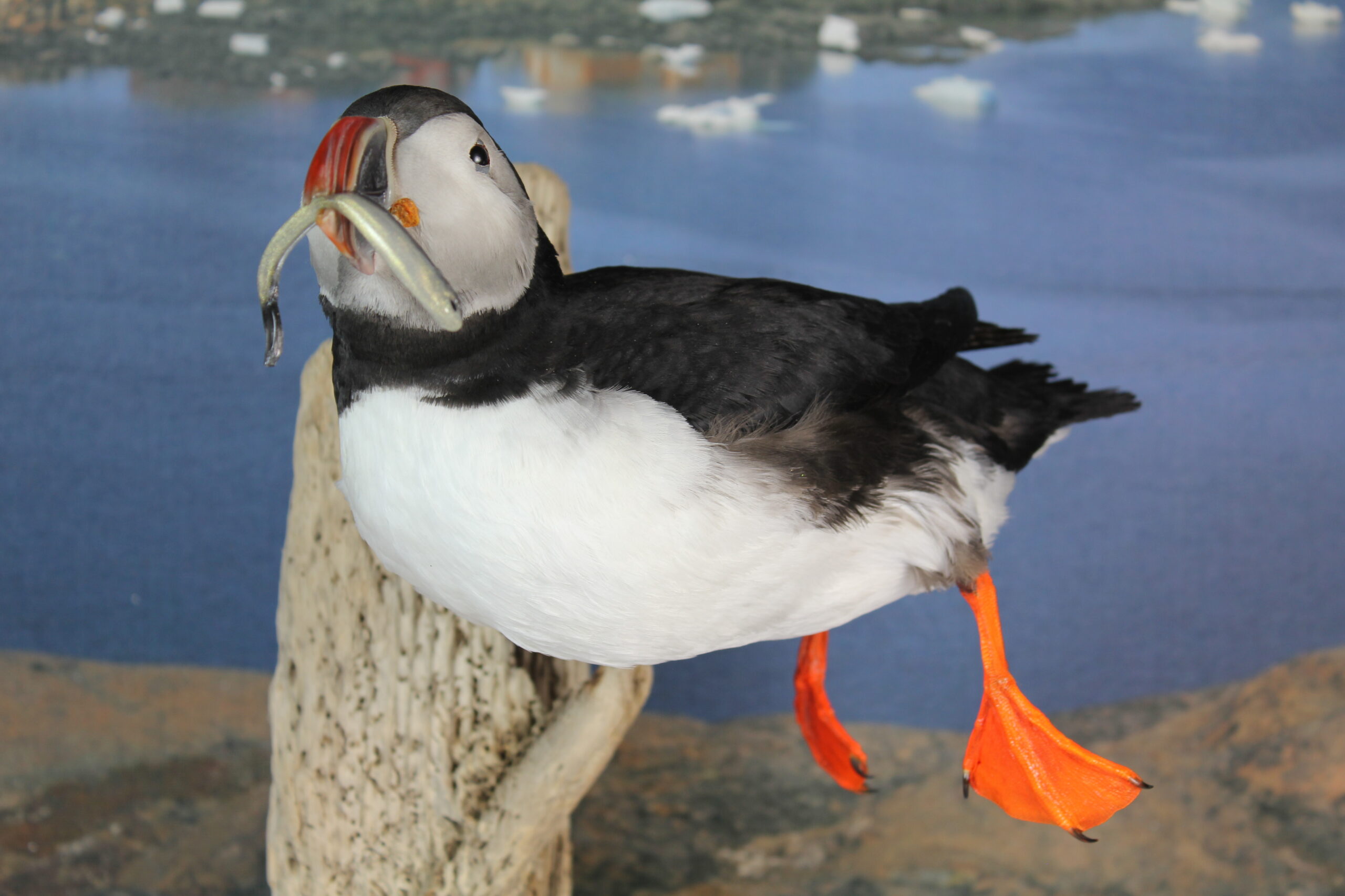 Puffin #12. Taxidermy - Image 3