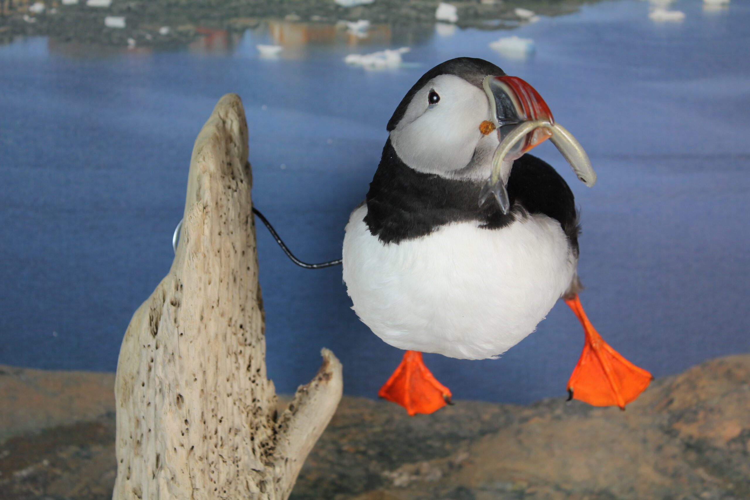 Puffin #12. Taxidermy - Image 4