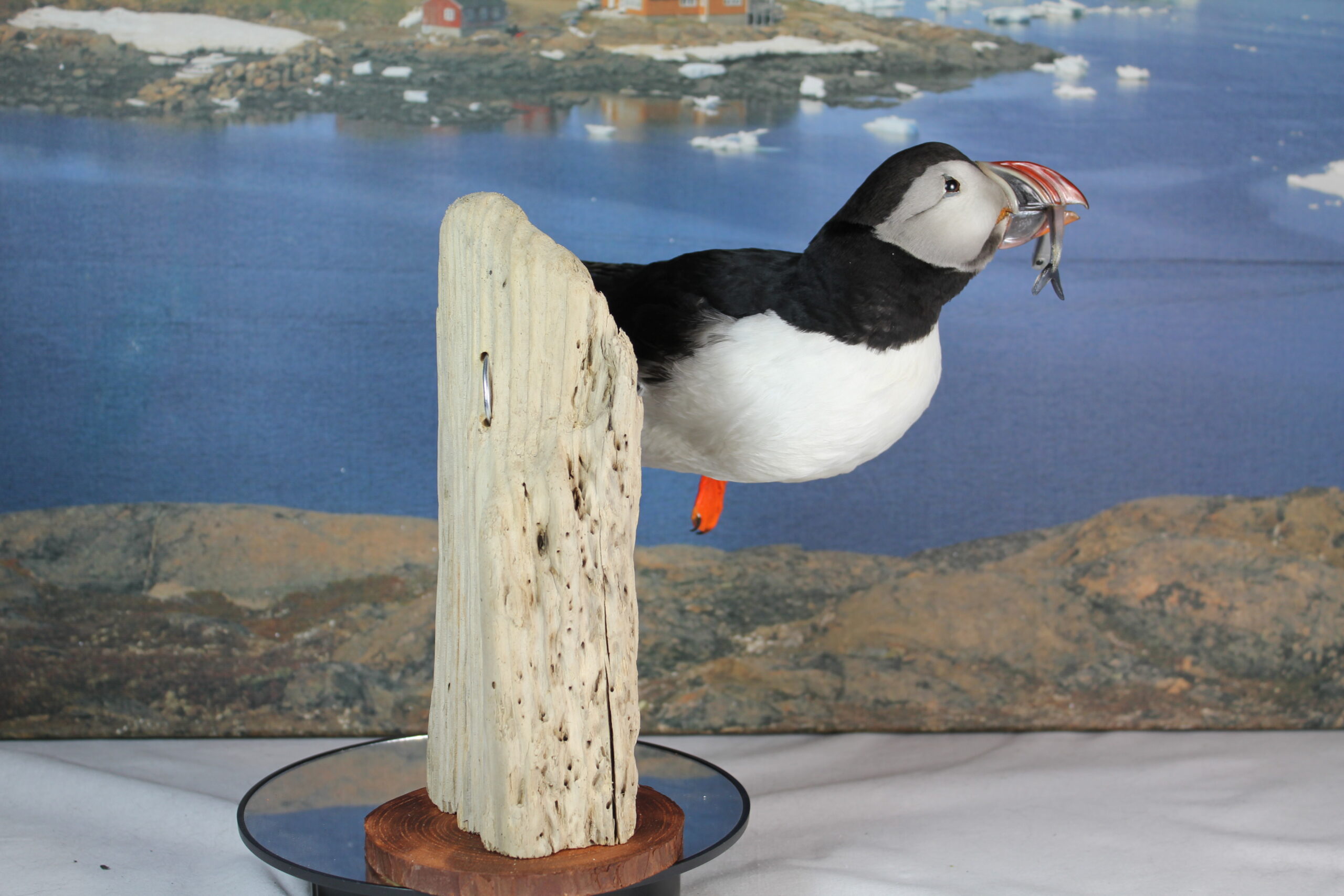 Puffin #12. Taxidermy - Image 5