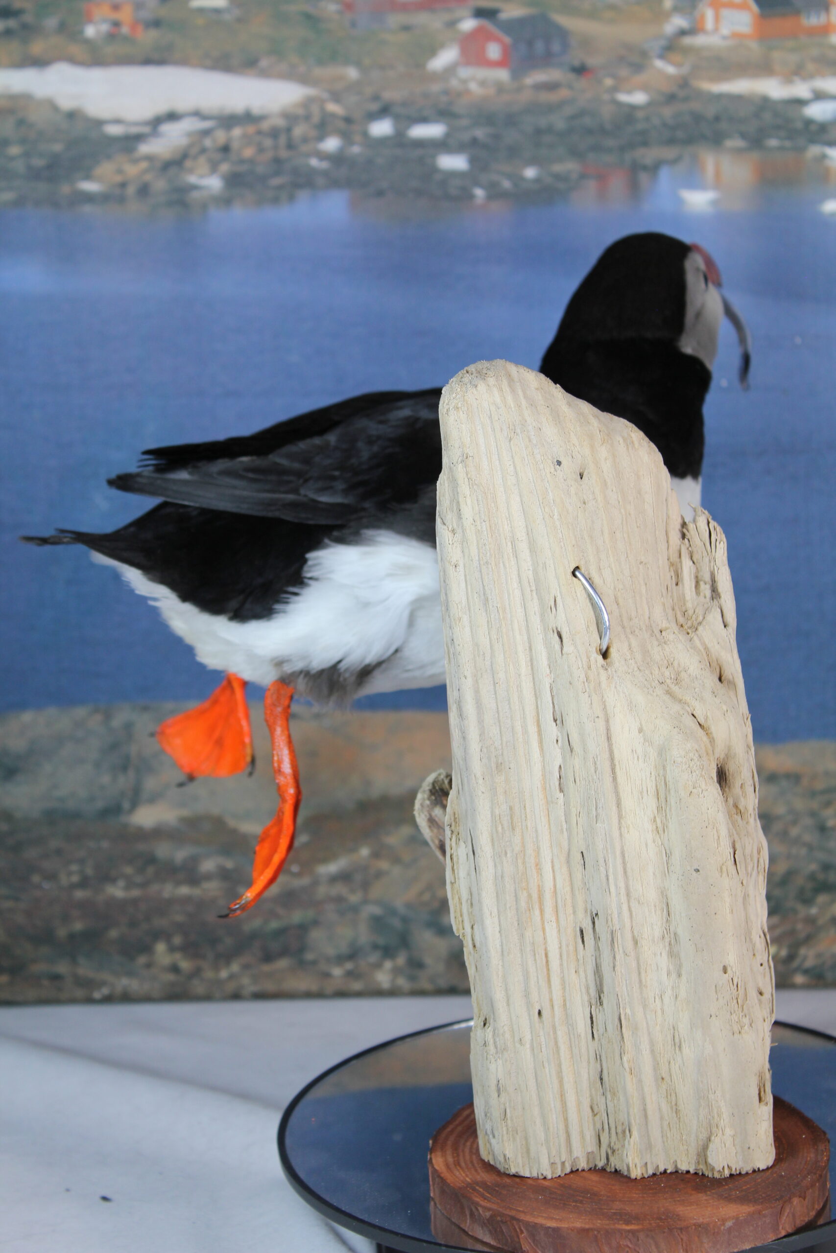 Puffin #12. Taxidermy - Image 6