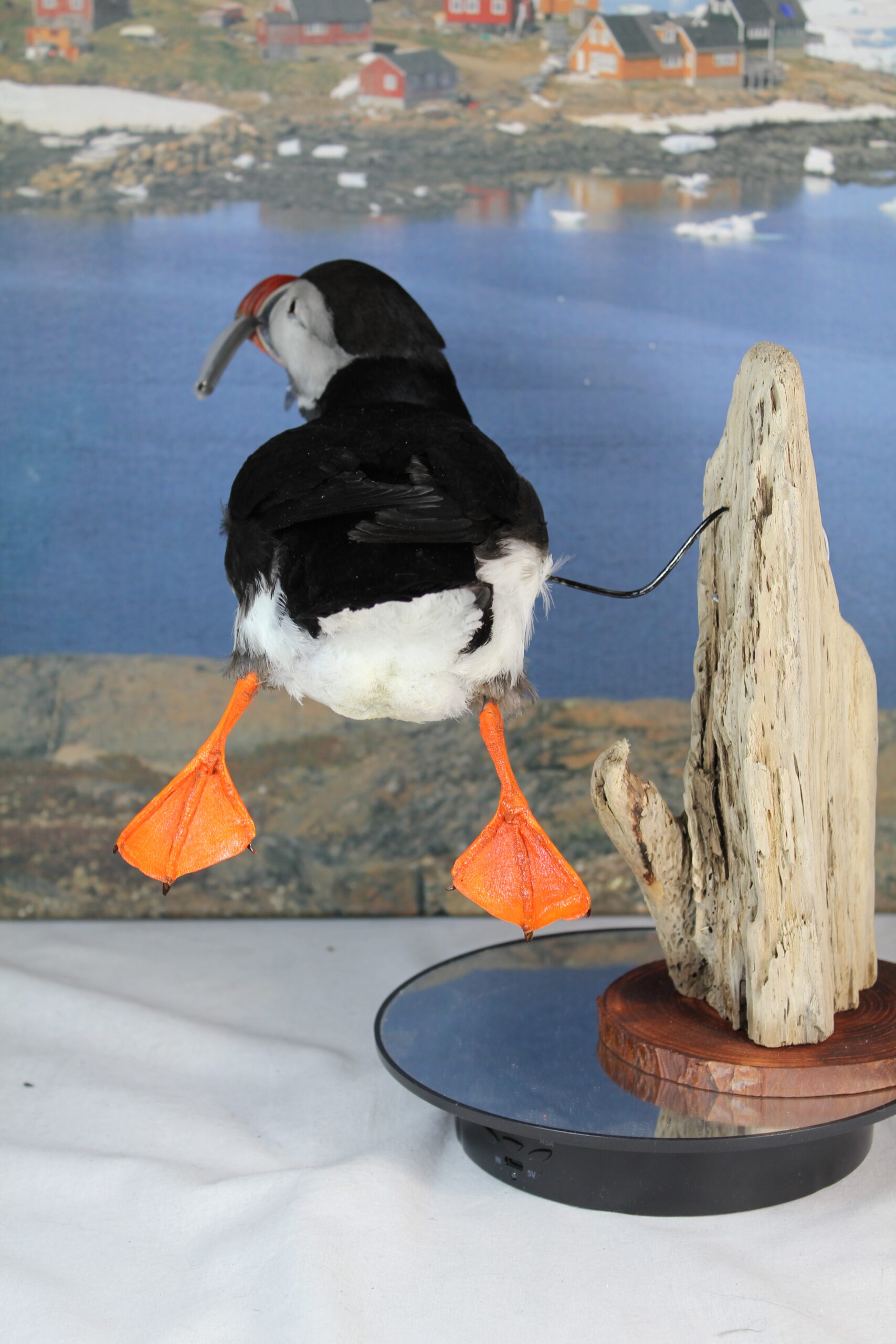 Puffin #12. Taxidermy - Image 7