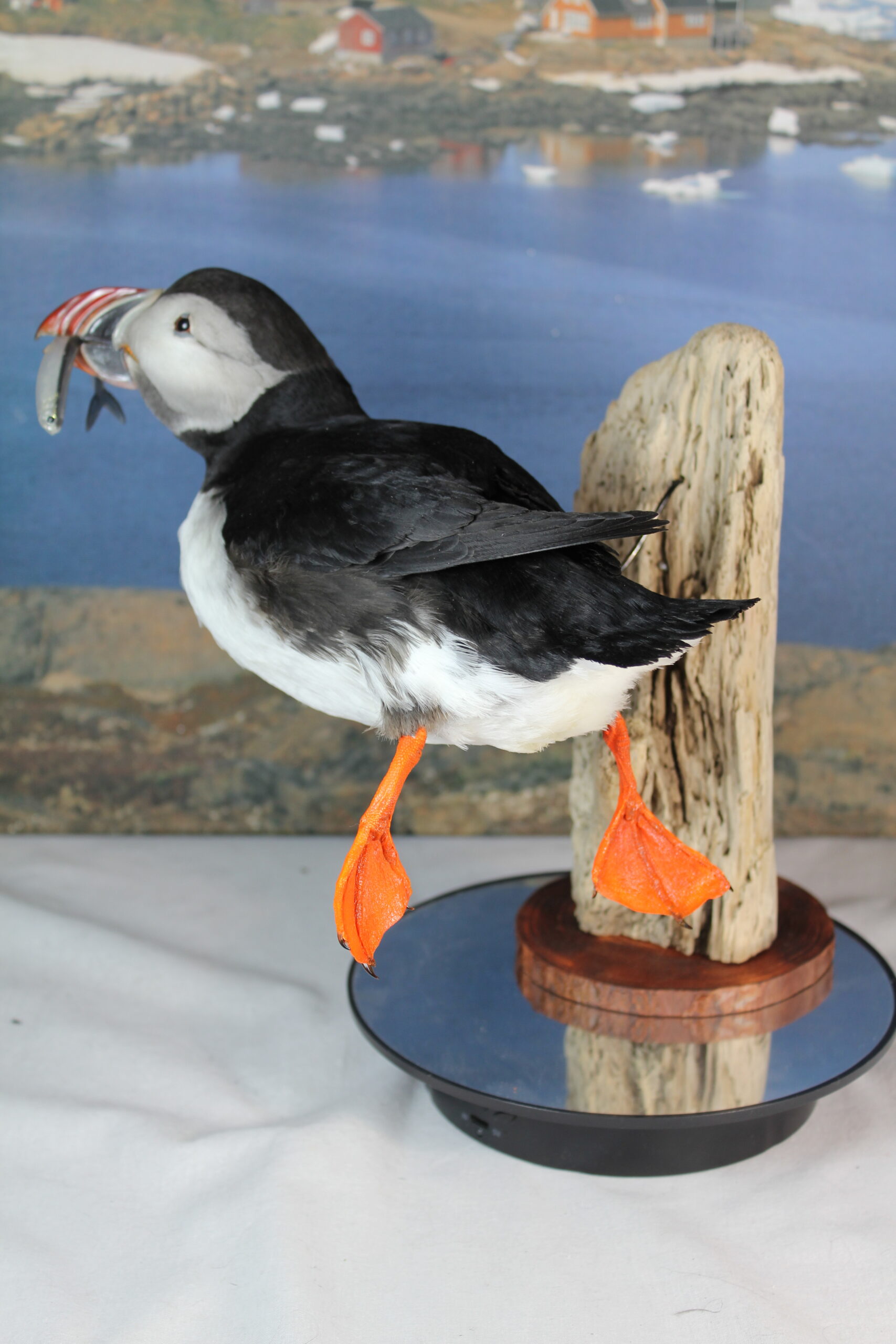 Puffin #12. Taxidermy - Image 8