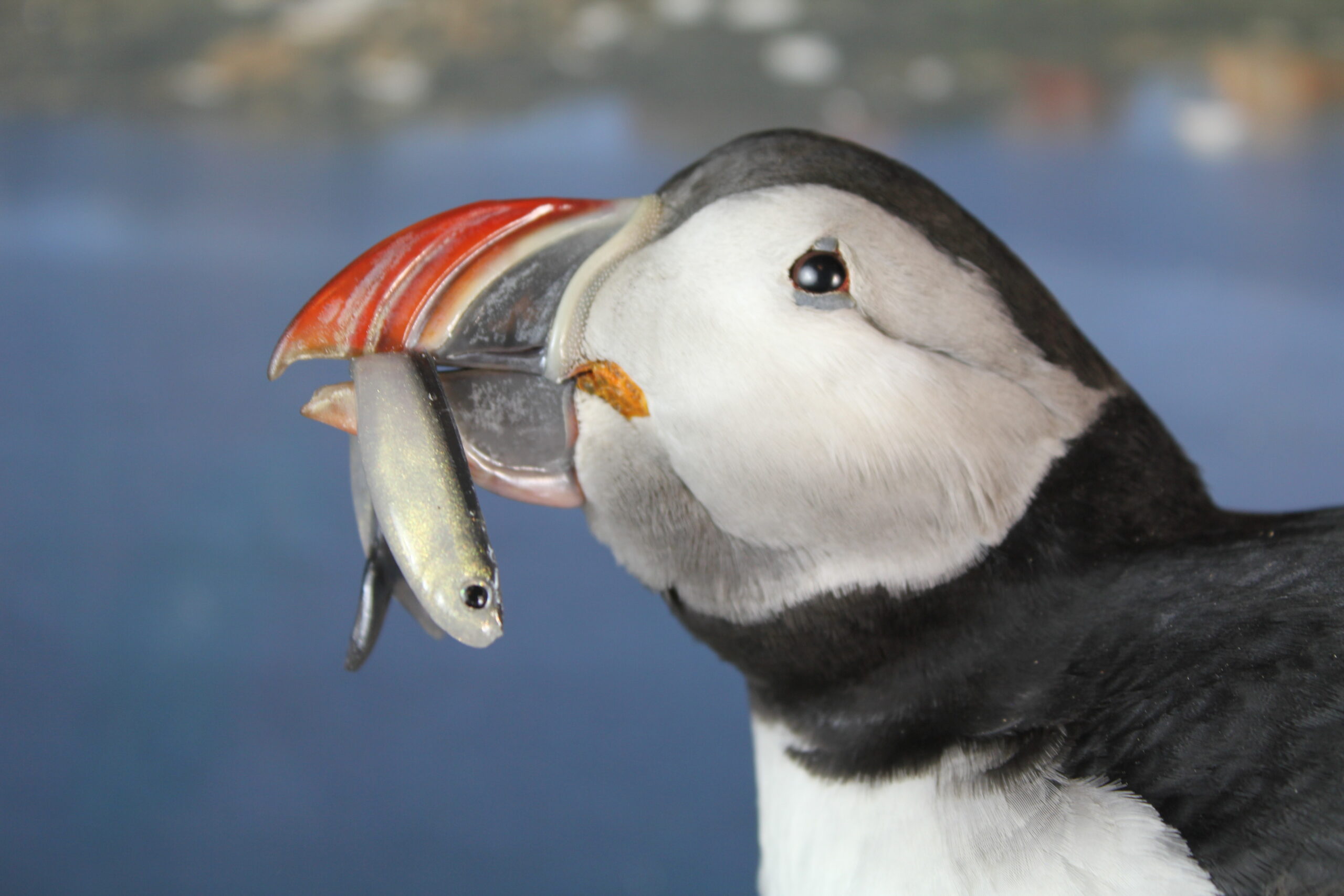 Puffin #12. Taxidermy - Image 9