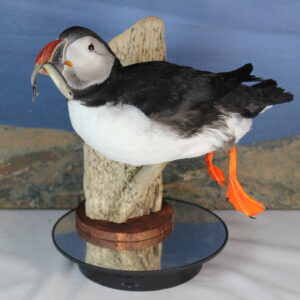 Puffin #12. Taxidermy