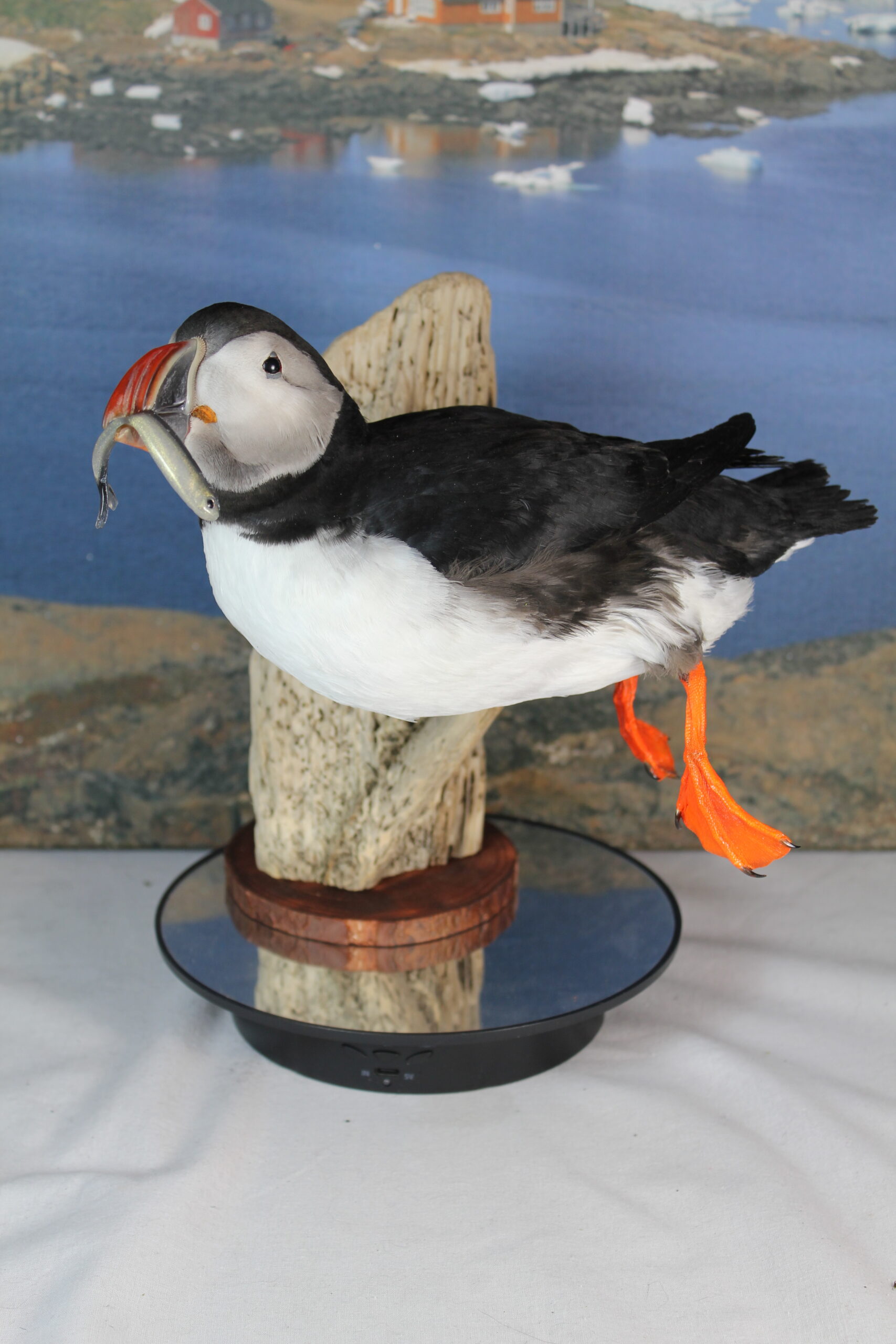 Puffin #12. Taxidermy