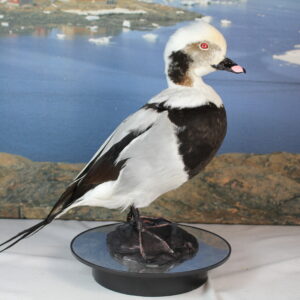 Long-Tailed Duck