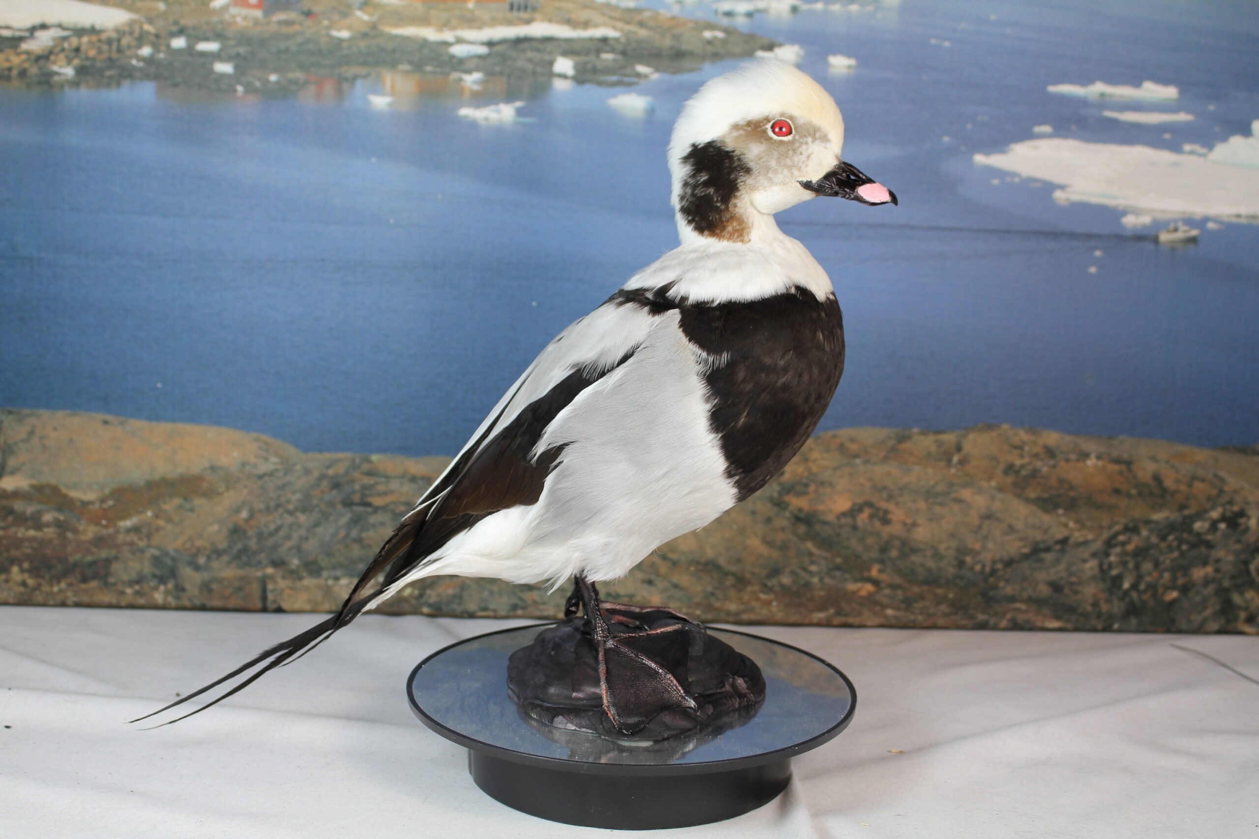 Long-Tailed Duck