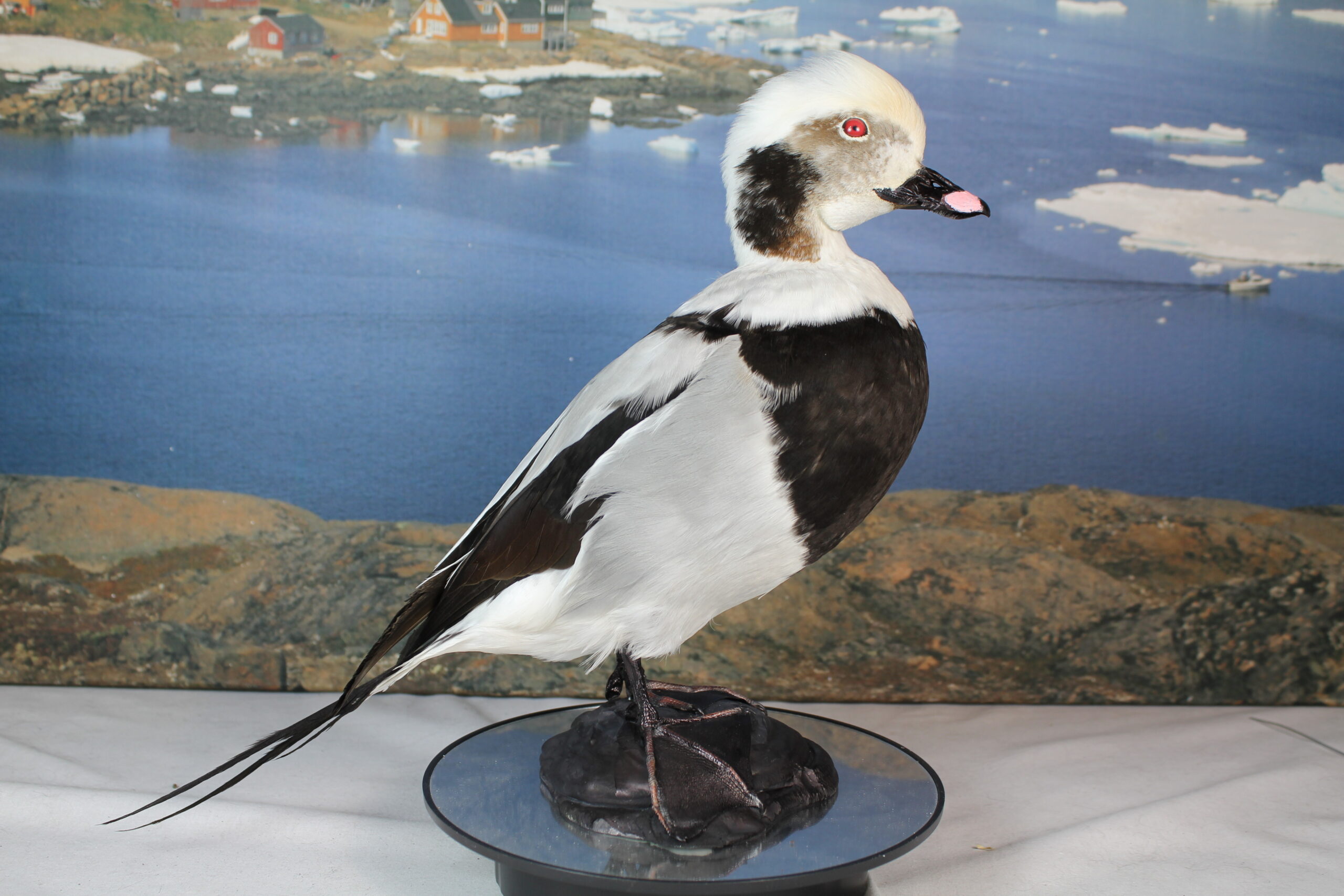 Long-Tailed Duck - Image 3