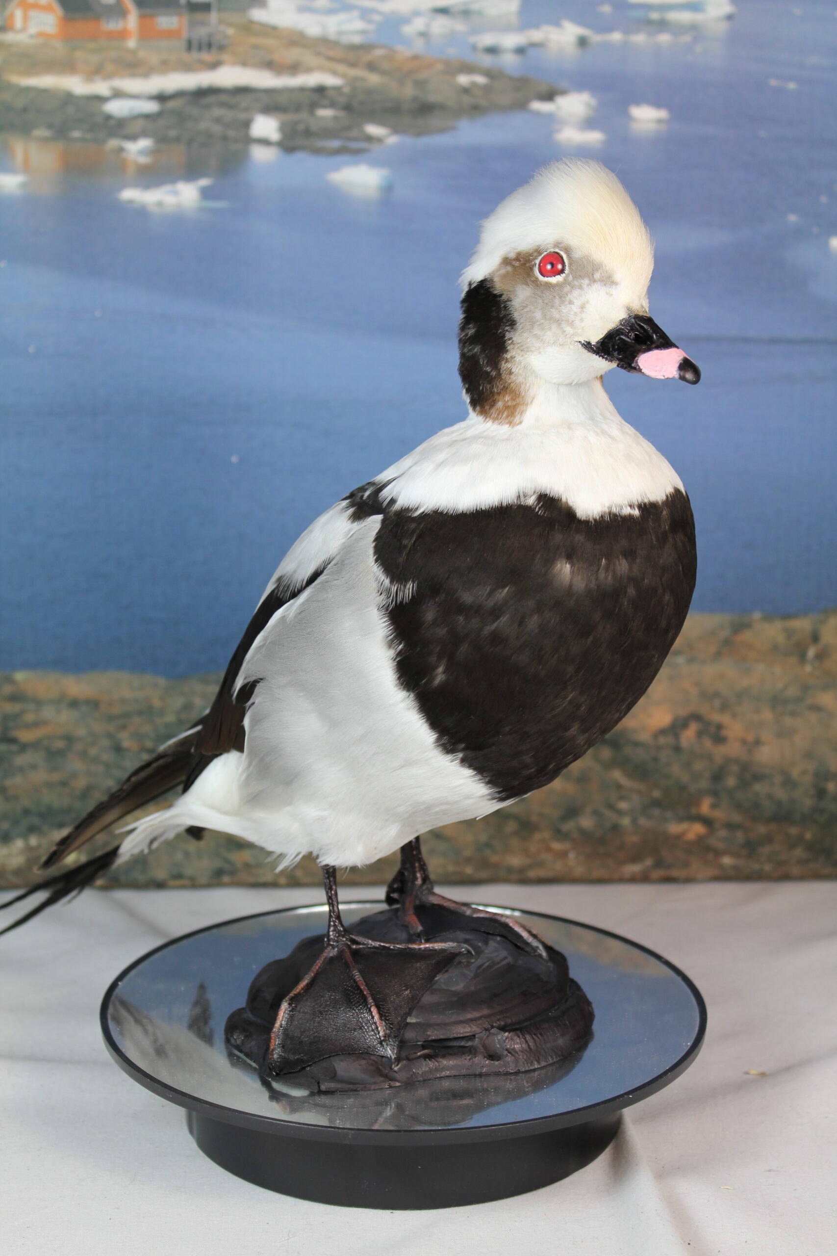 Long-Tailed Duck - Image 4