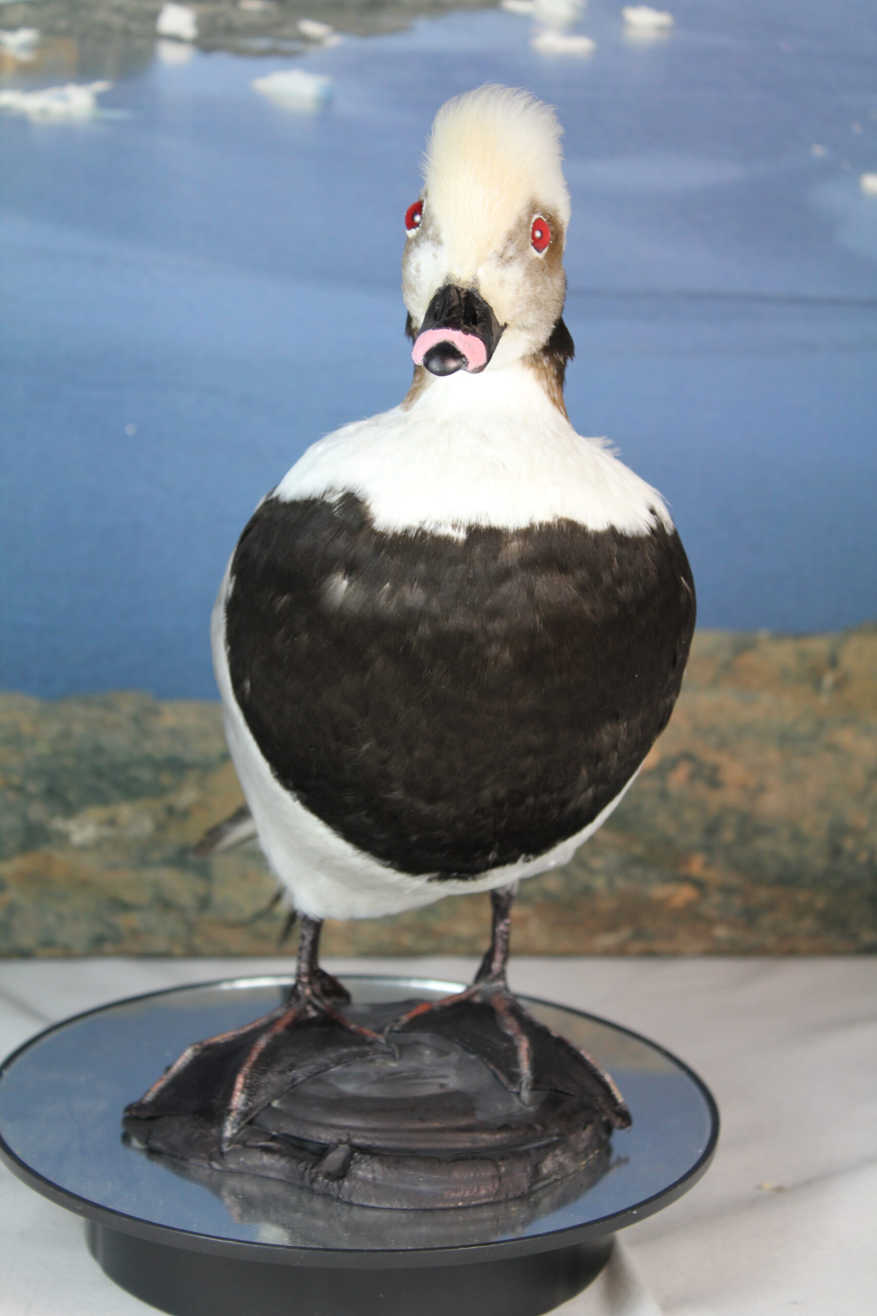 Long-Tailed Duck - Image 5