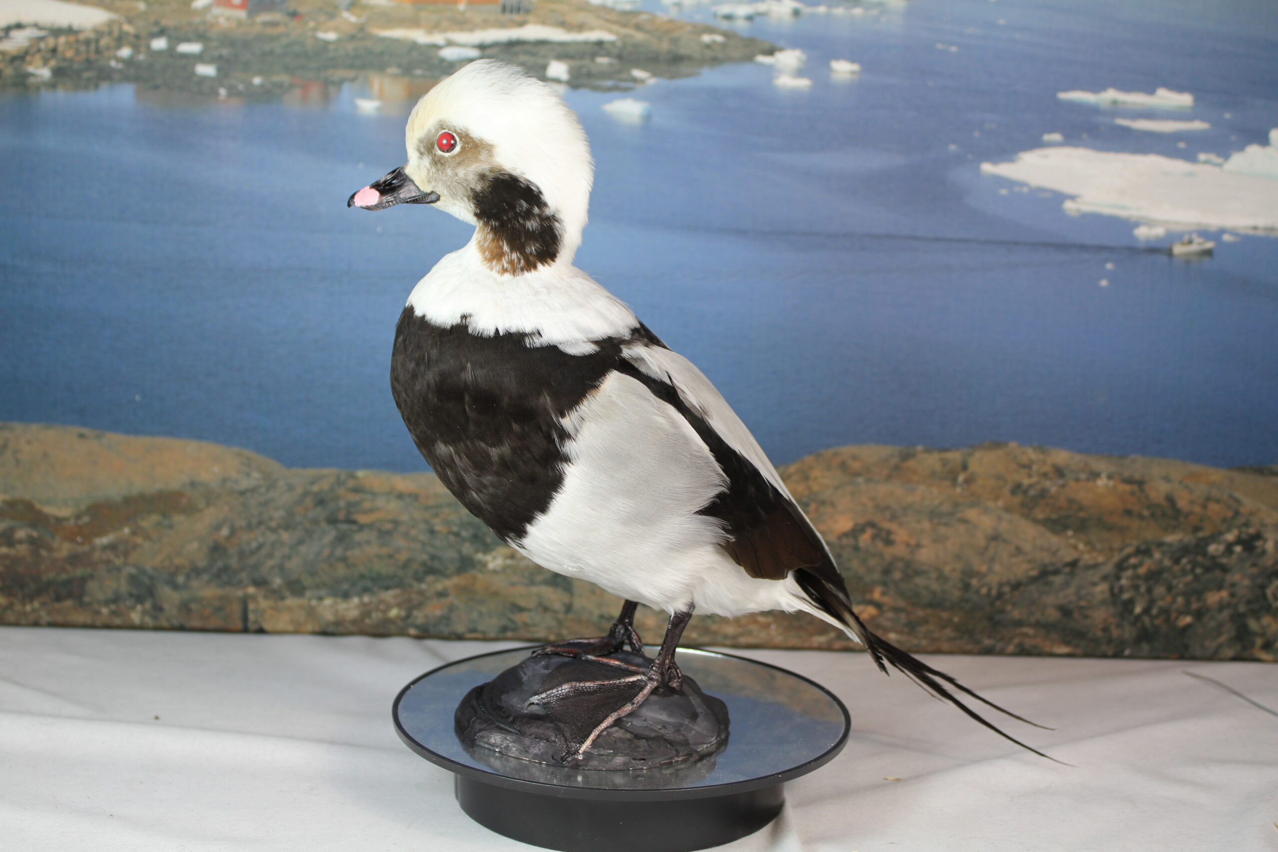 Long-Tailed Duck - Image 8