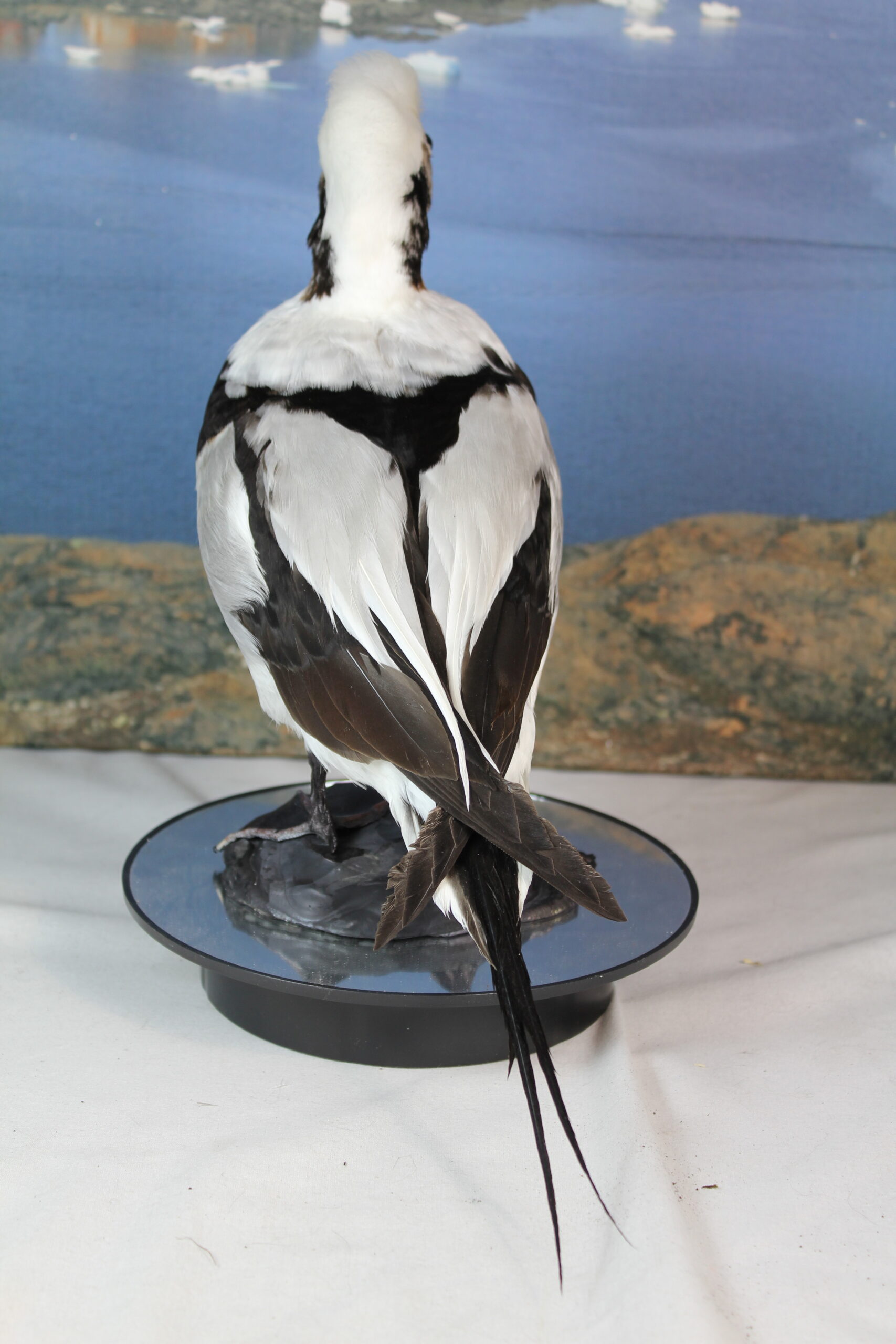 Long-Tailed Duck - Image 9