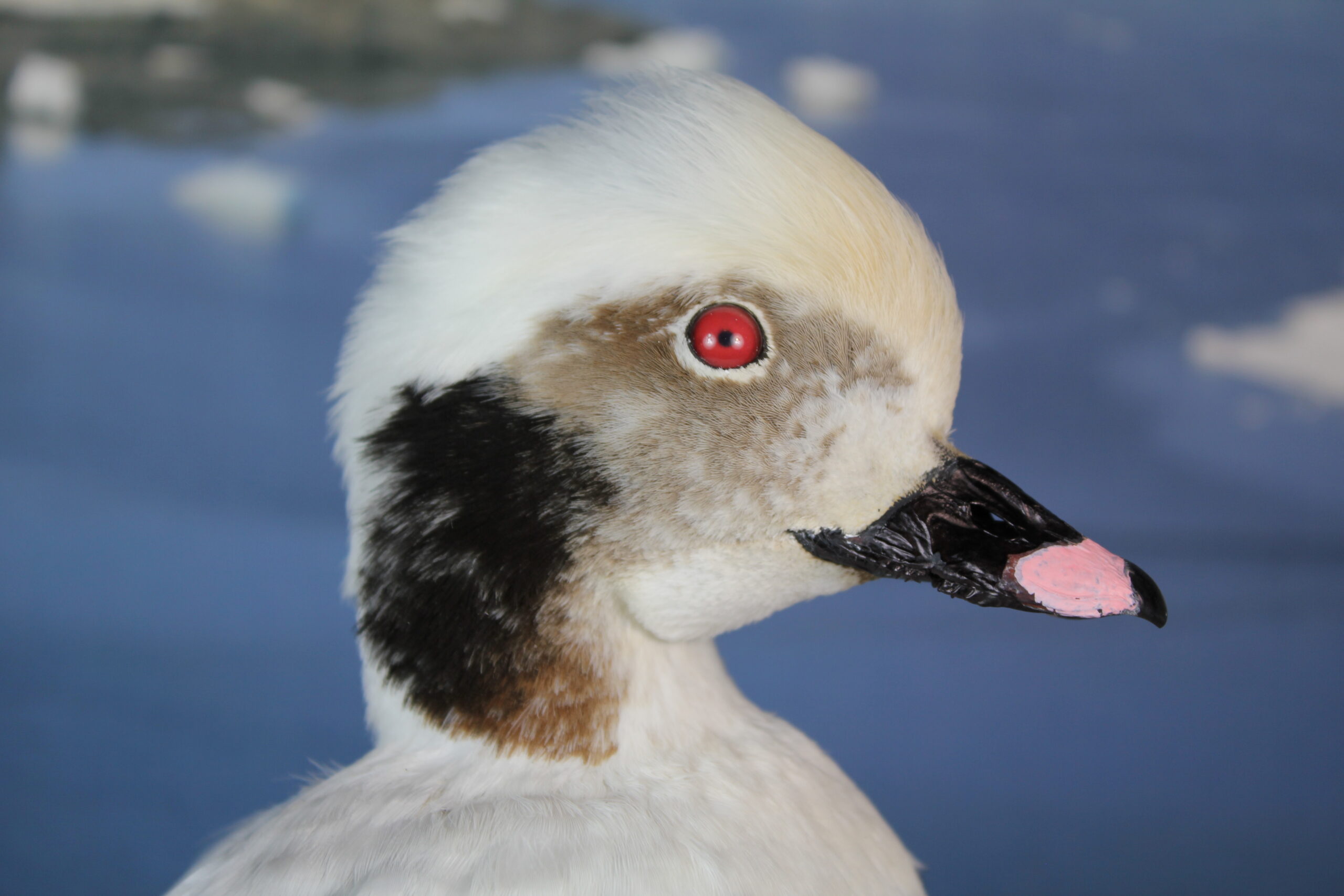 Long-Tailed Duck - Image 6