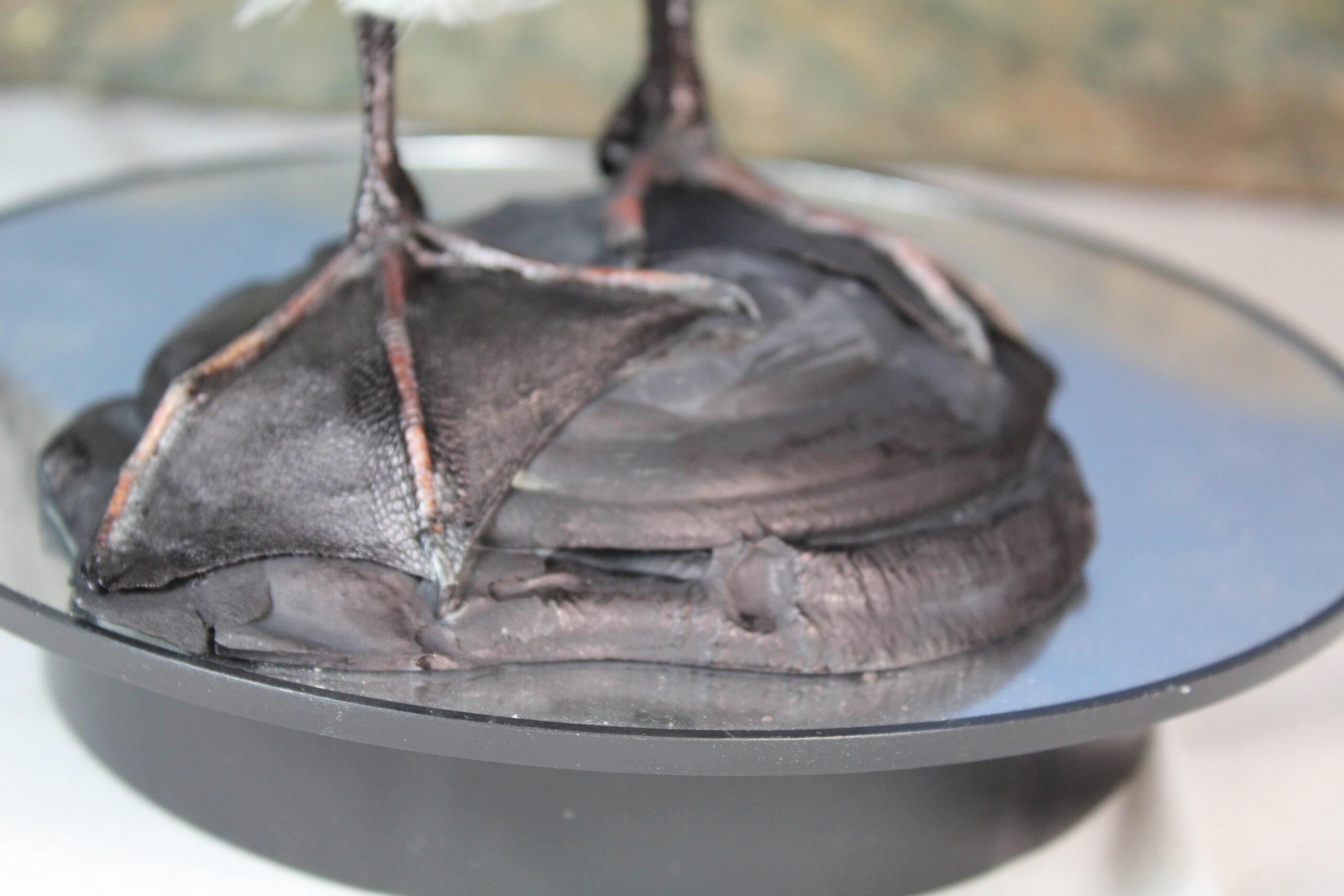 Long-Tailed Duck - Image 10