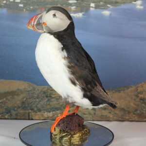 Puffin # 4. Taxidermy