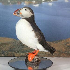 Puffin # 2. Taxidermy
