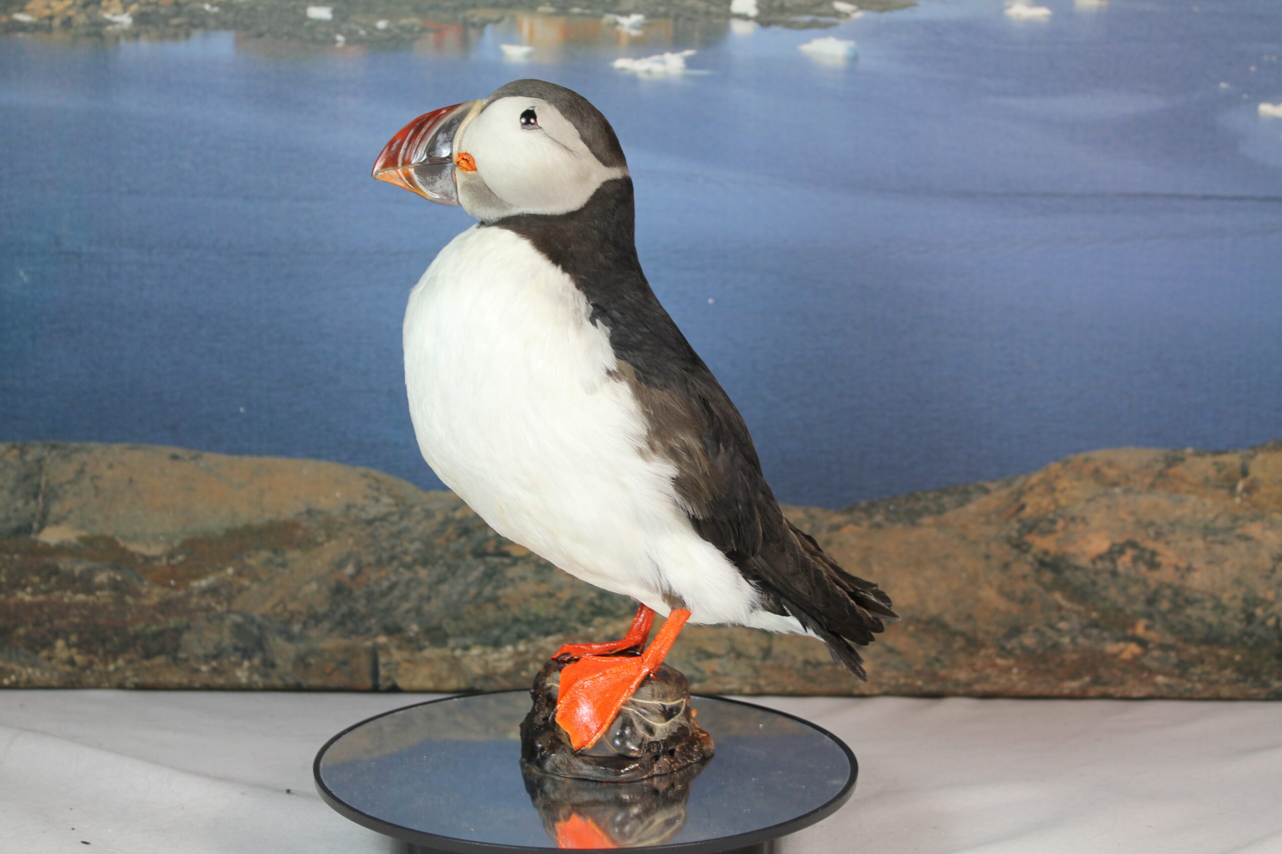 Puffin # 2. Taxidermy