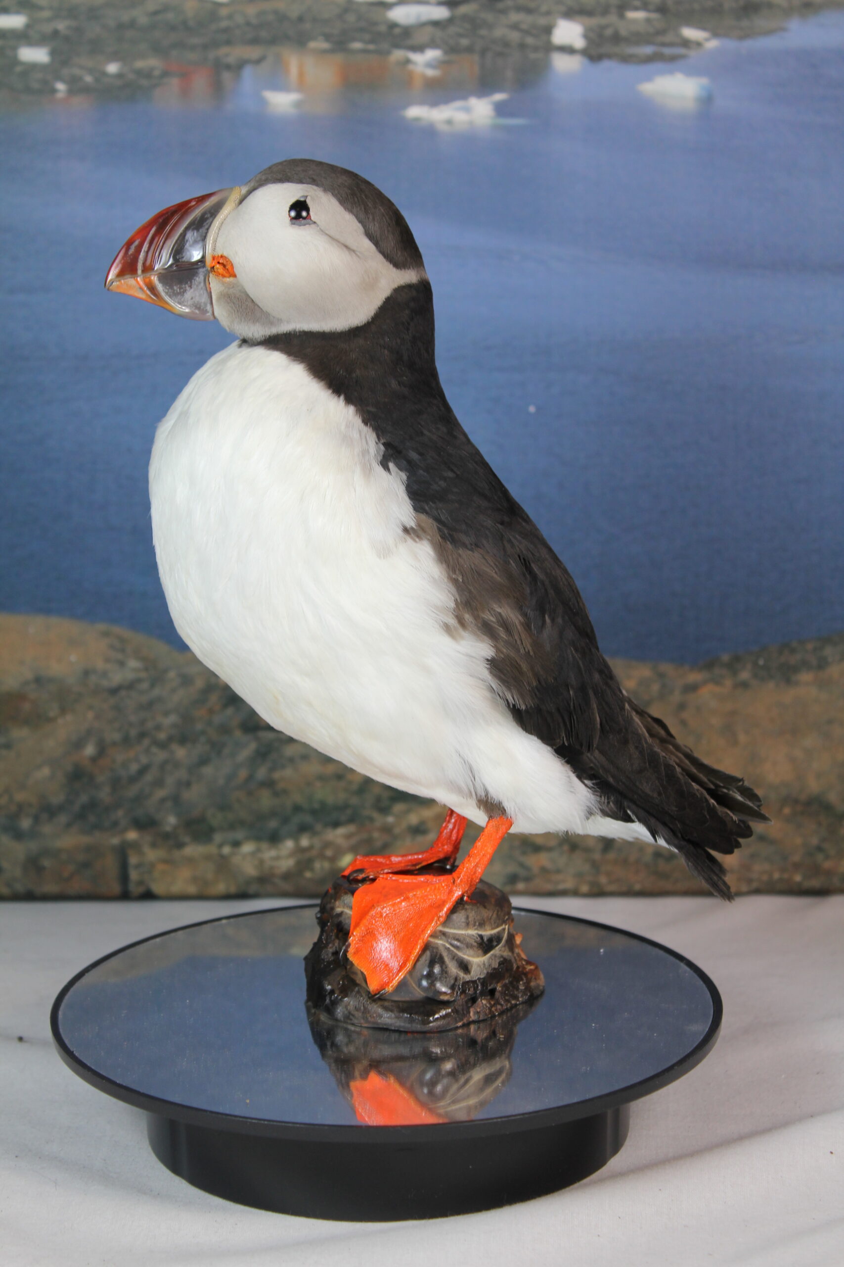 Puffin # 2. Taxidermy - Image 3