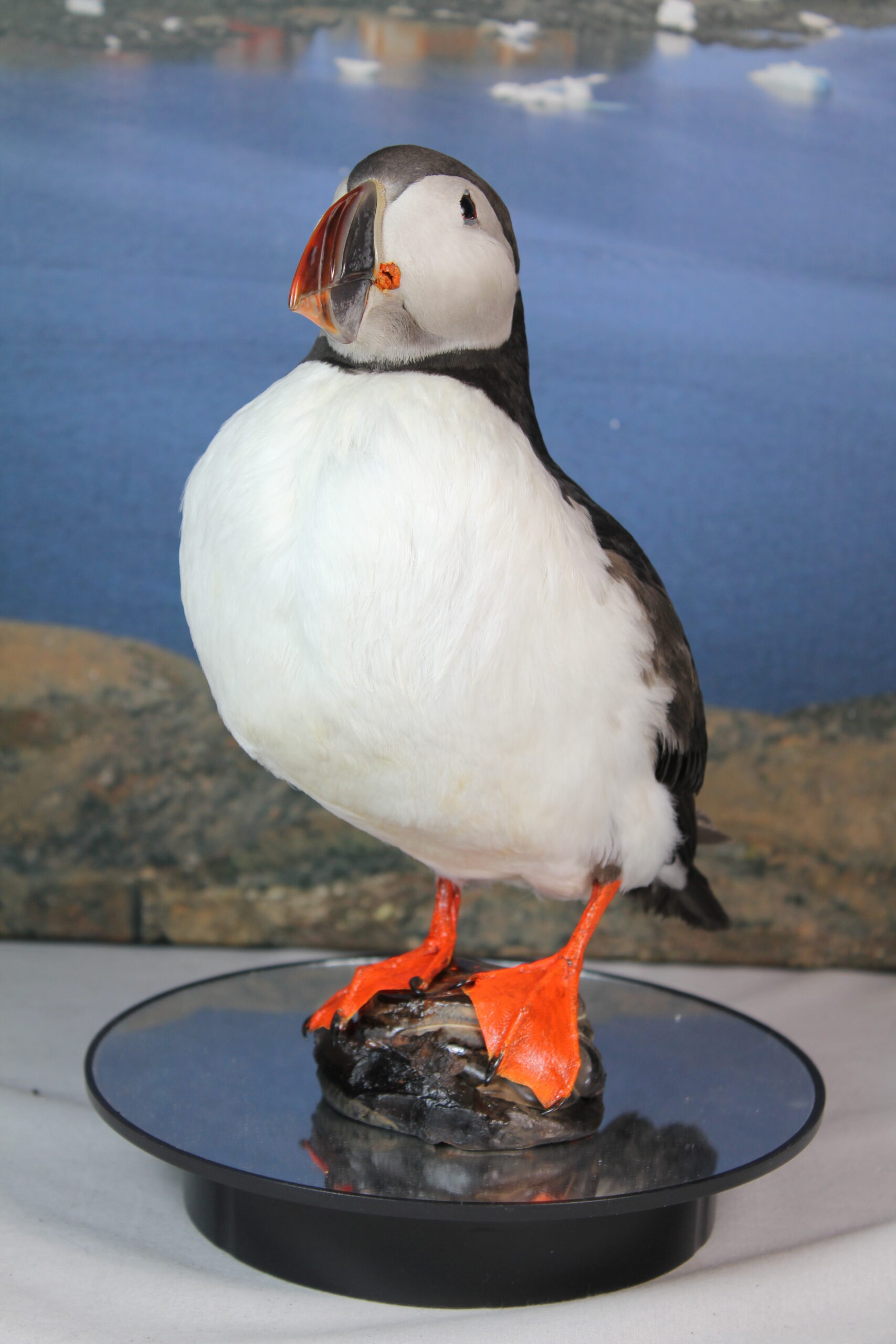 Puffin # 2. Taxidermy - Image 5